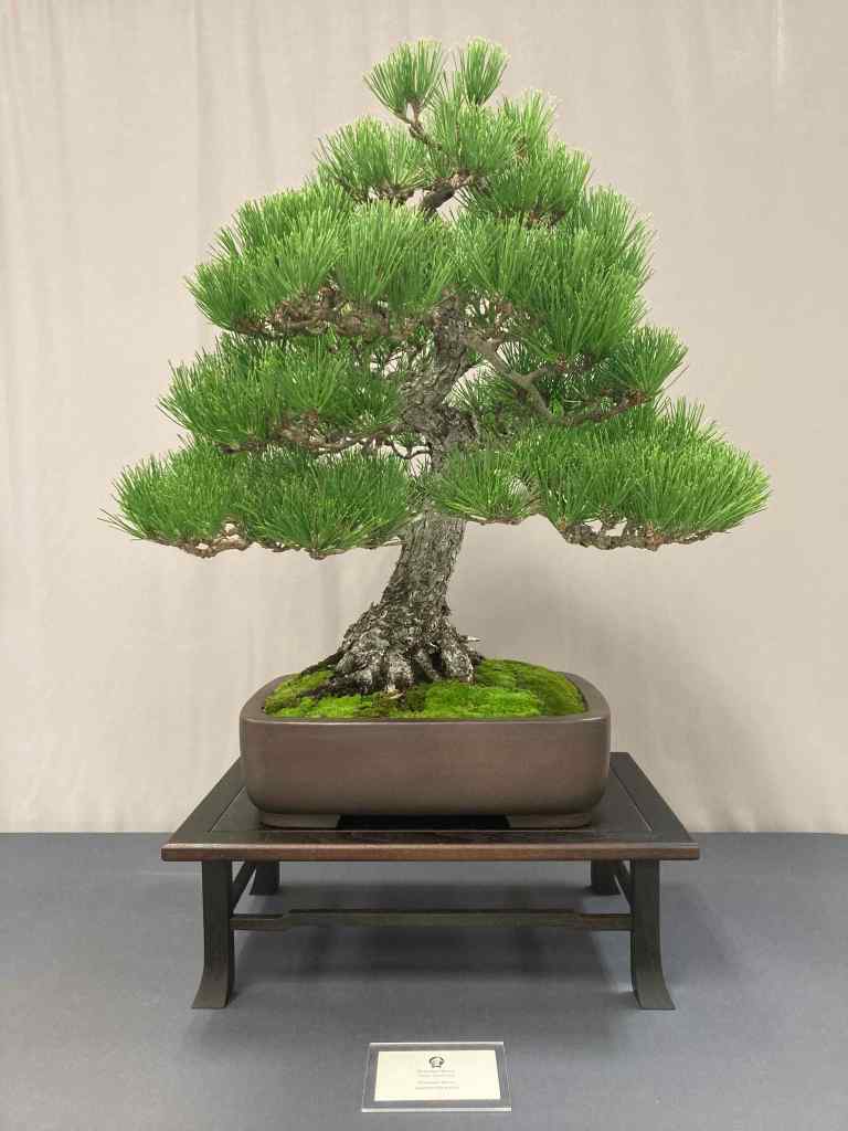 Japanese Black Pine from SDBC Fall Show 2024