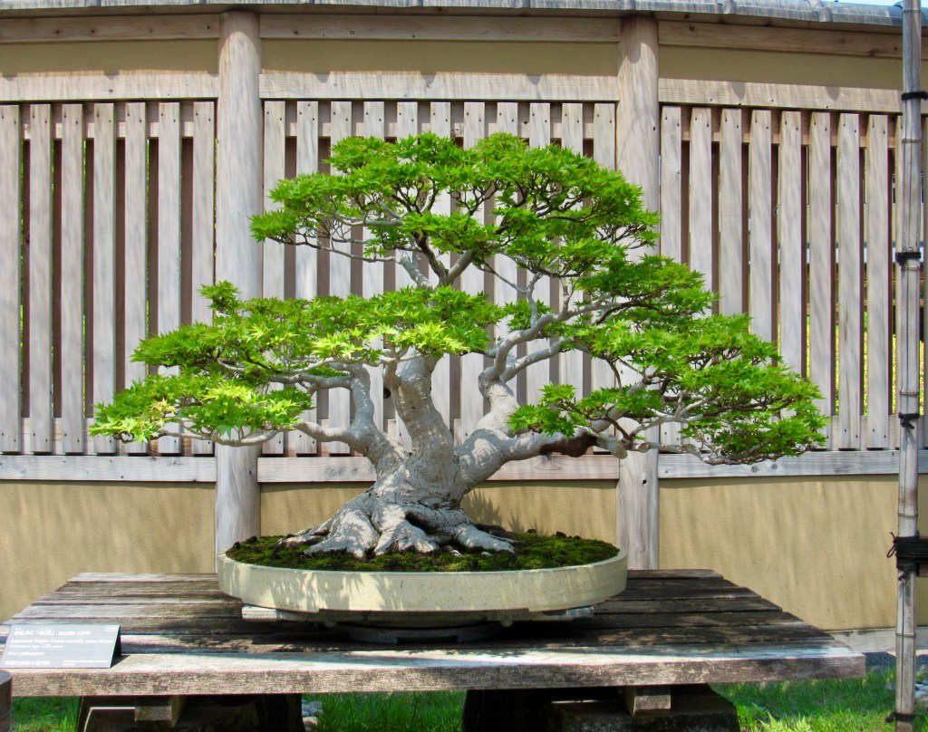 120 year old Japanese Maple on display at Omiya Bonsai Museum in Japan.