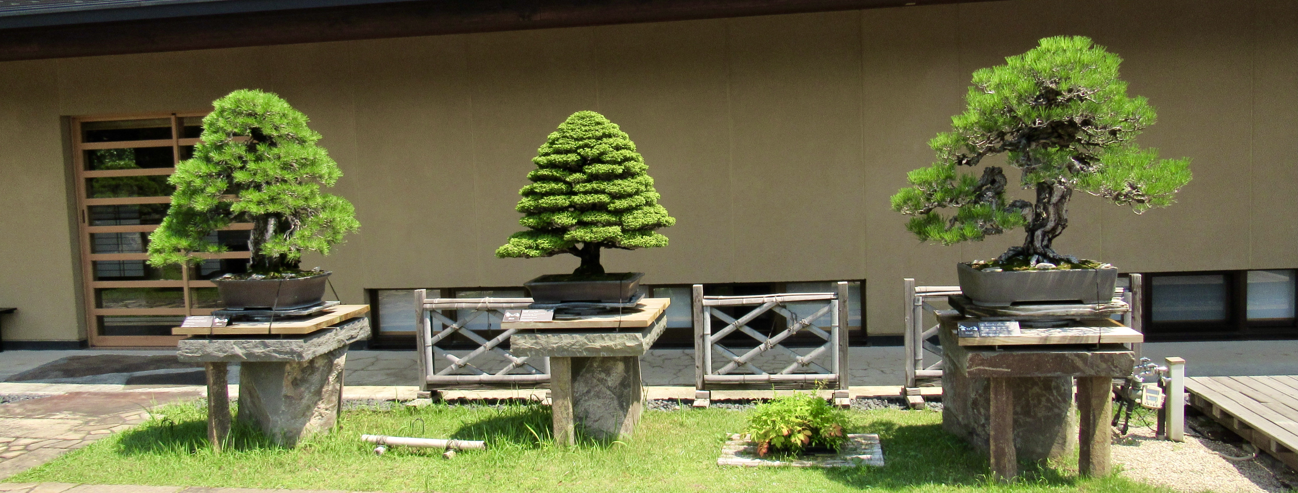 Three bonsai at Omiya Bonsai Museum in Japan.