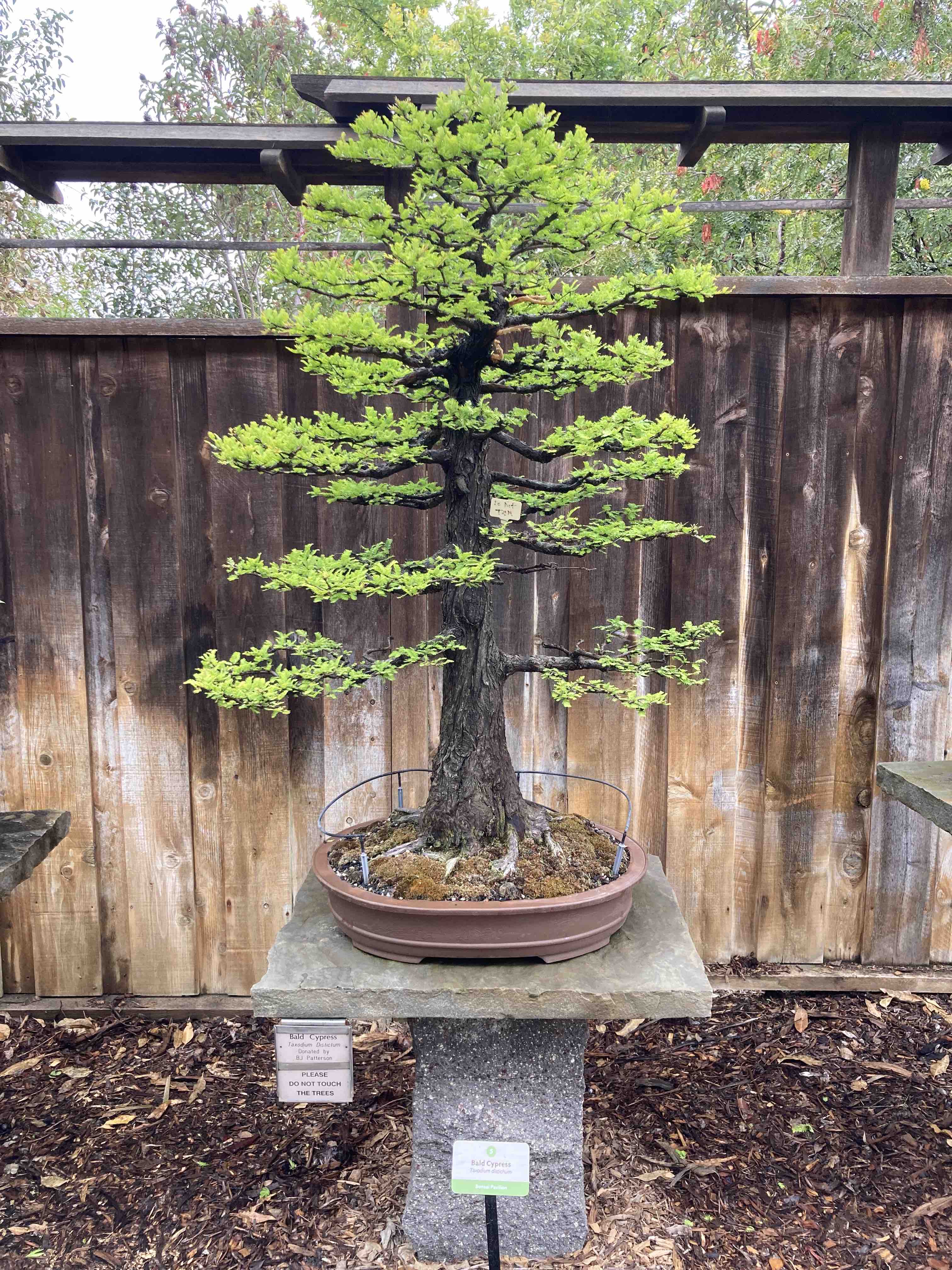 bald cypress bonsai