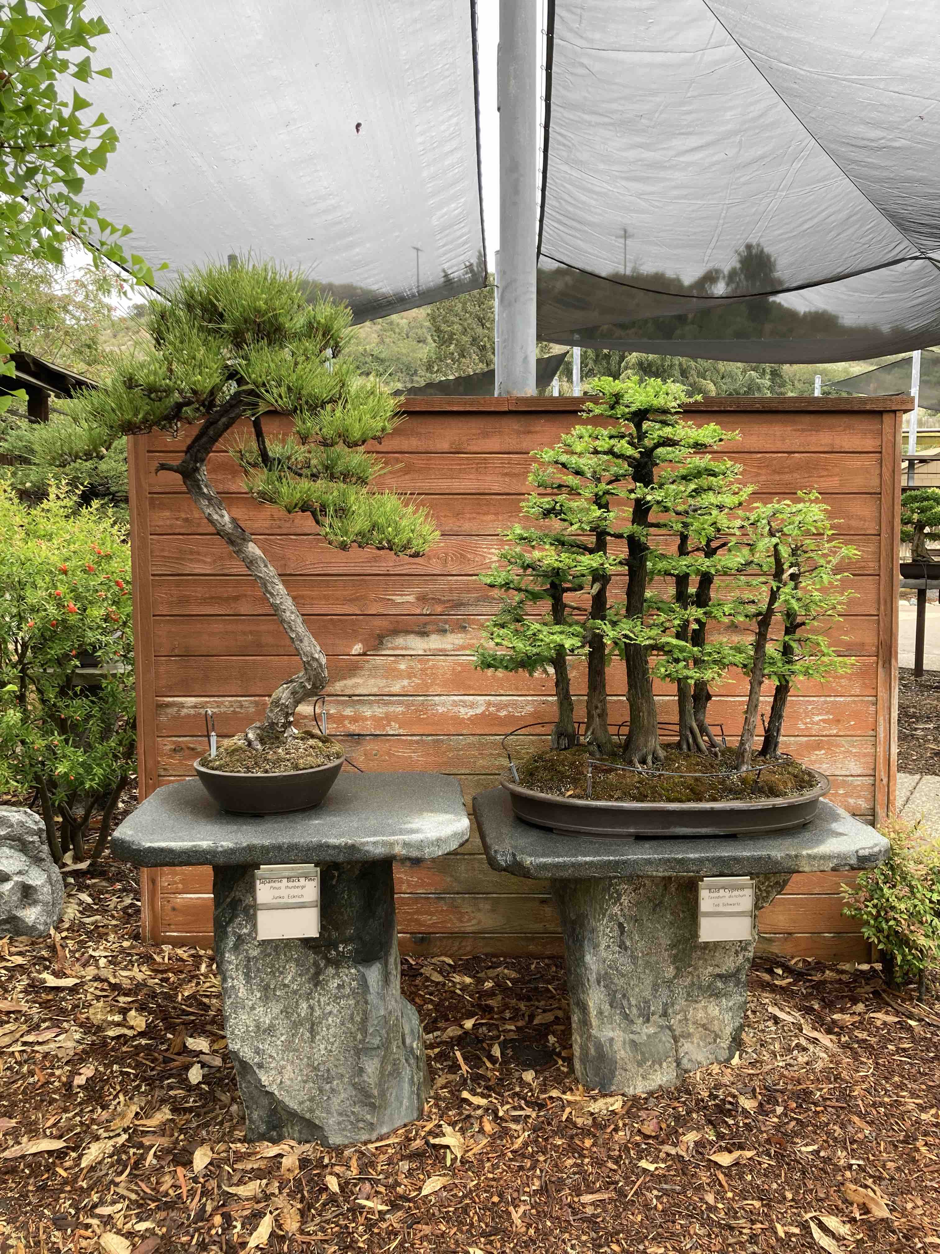 black pine and bald cypress bonsai