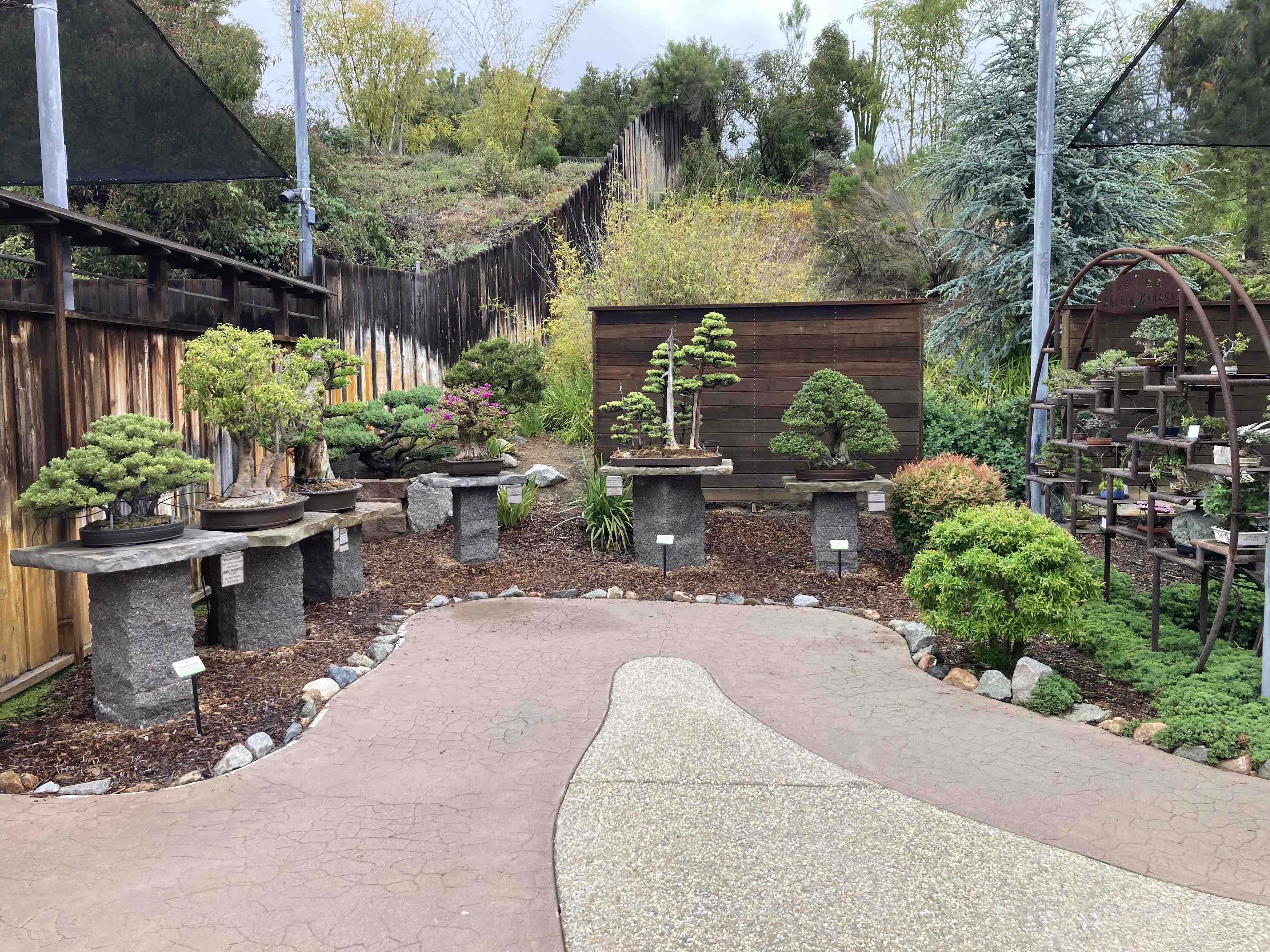 bonsai trees on display at San Diego Zoo safari park
