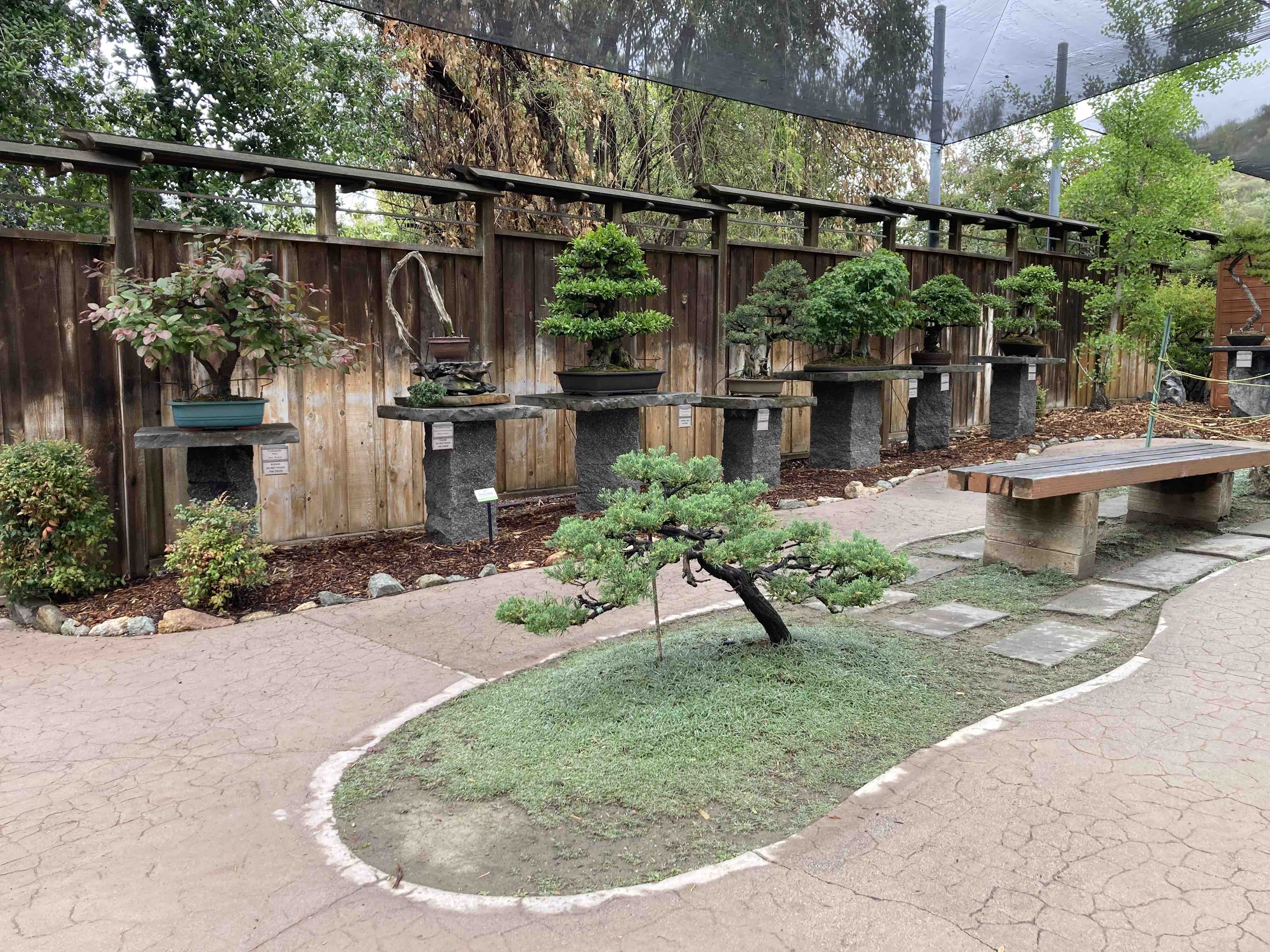 bonsai trees on display at safari park