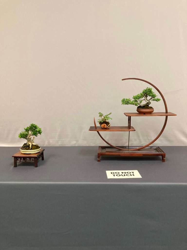 shohin bonsai on an open enso display 