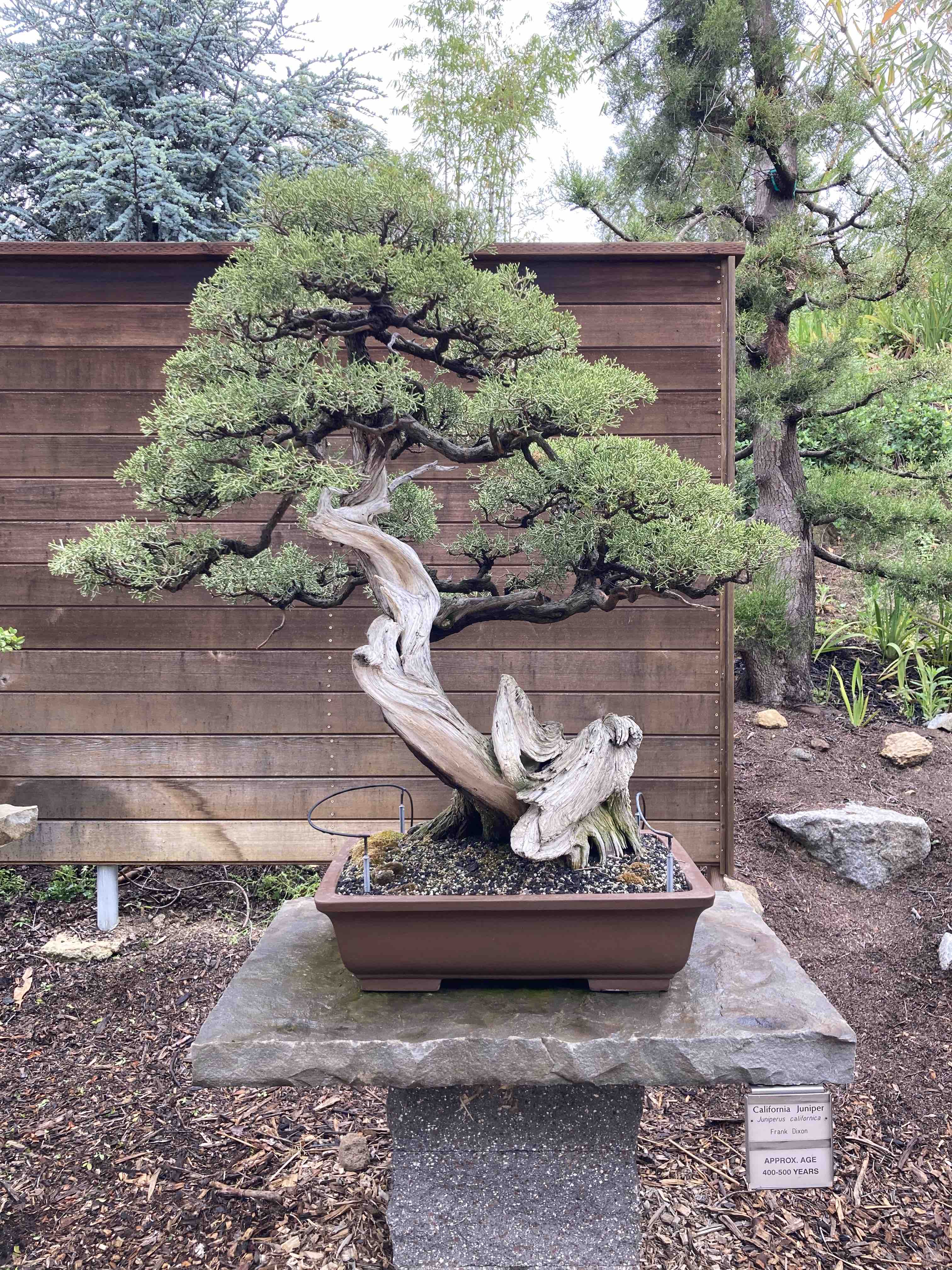 CA juniper bonsai