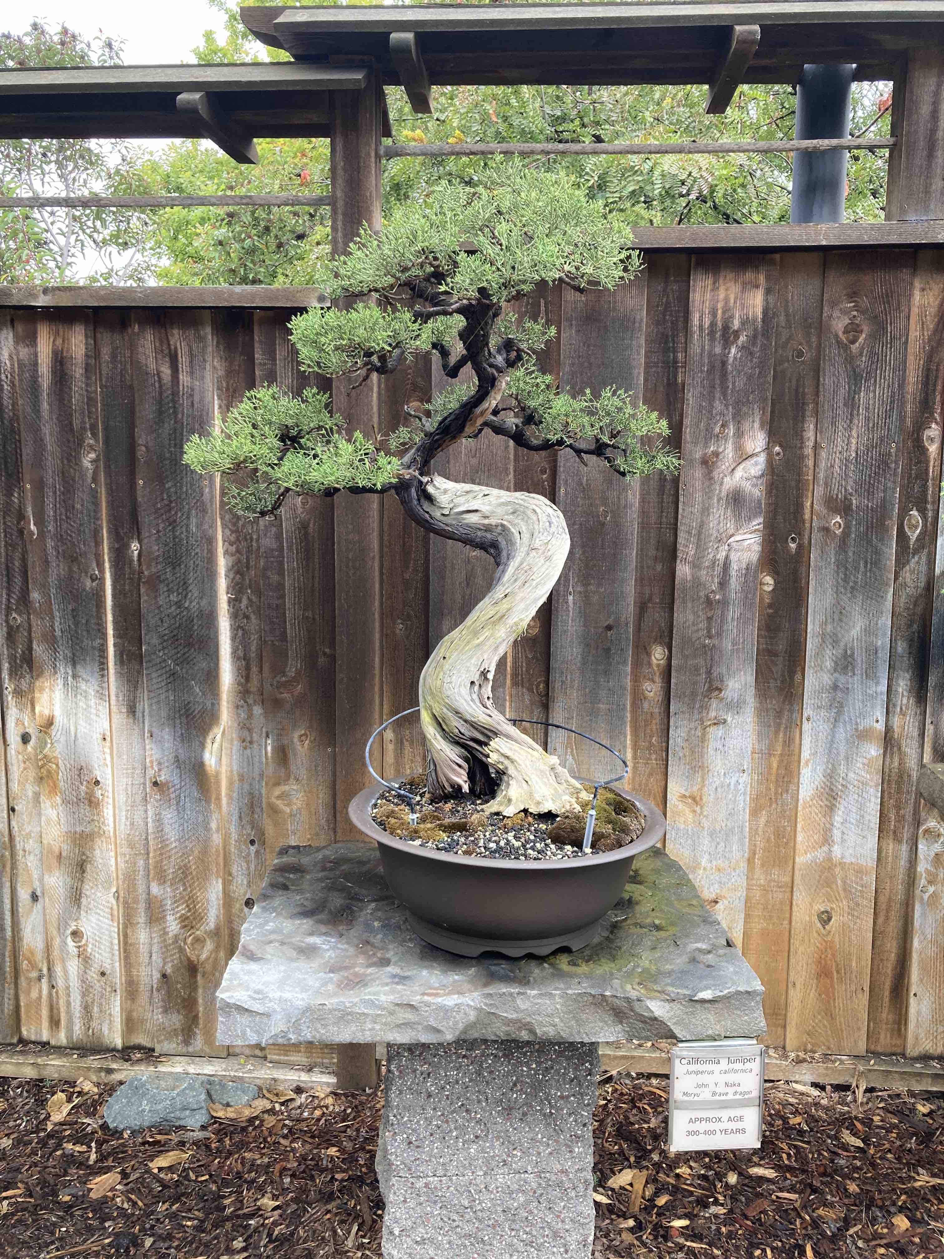 california juniper by John Naka