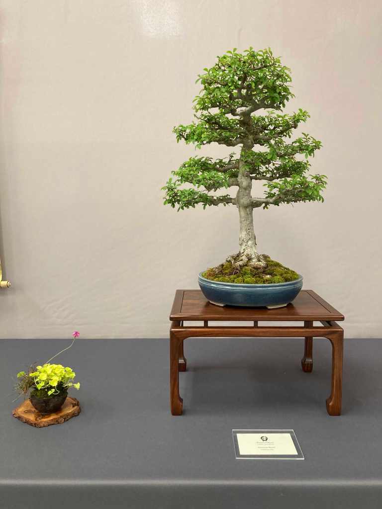 Formal upright Chinese elm bonsai