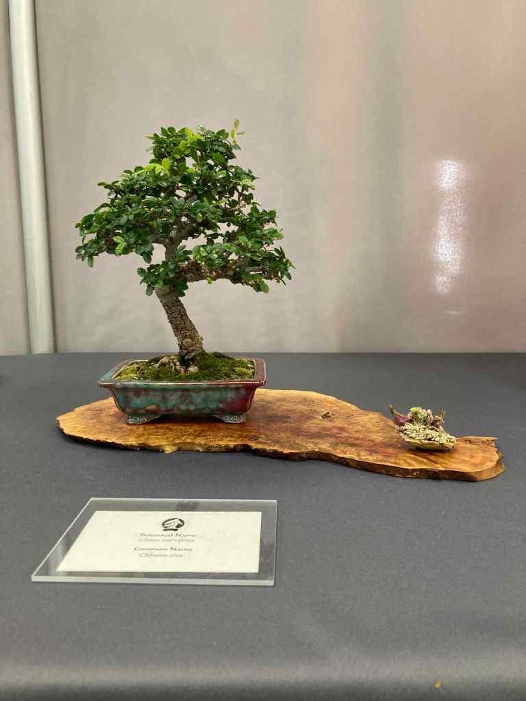 Chinese elm bonsai.
