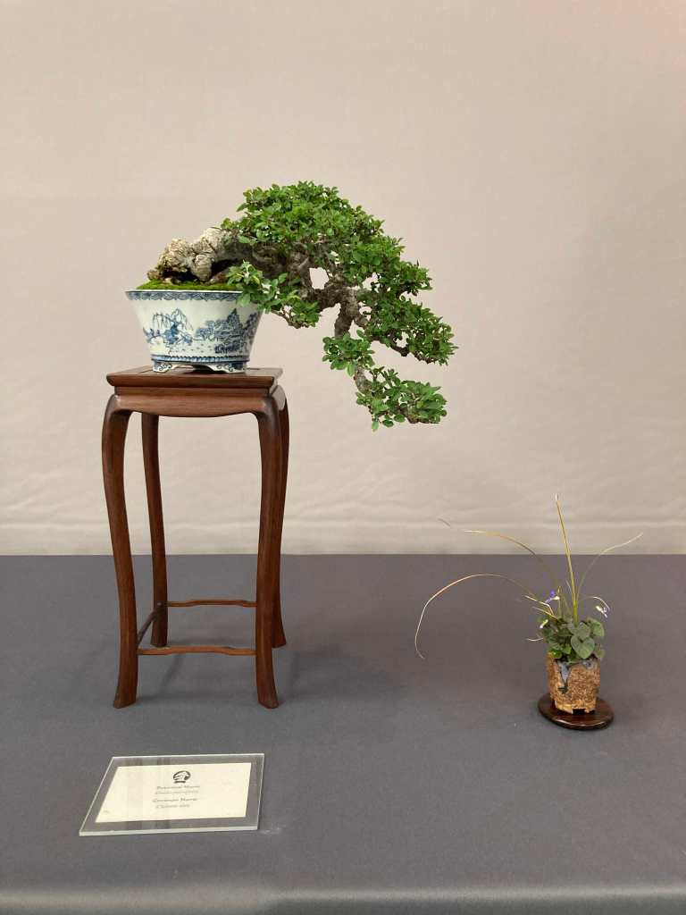Shohin Chinese elm bonsai display