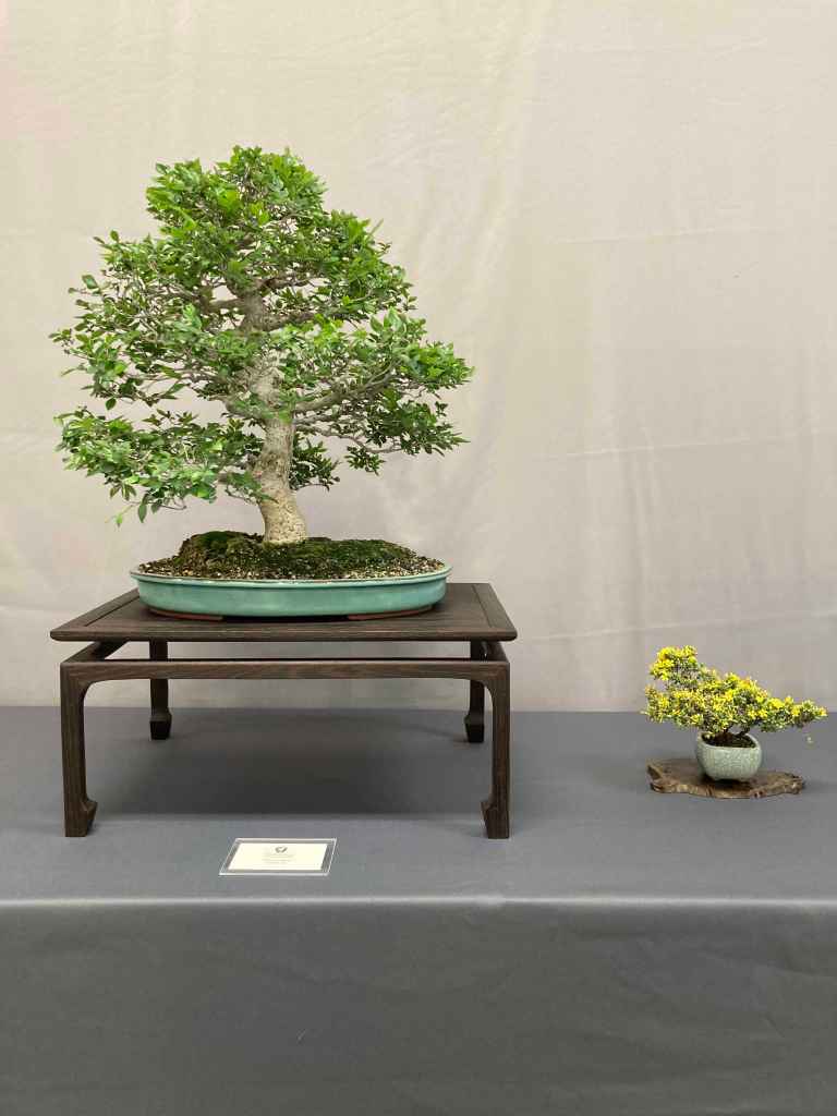 large Chinese elm bonsai