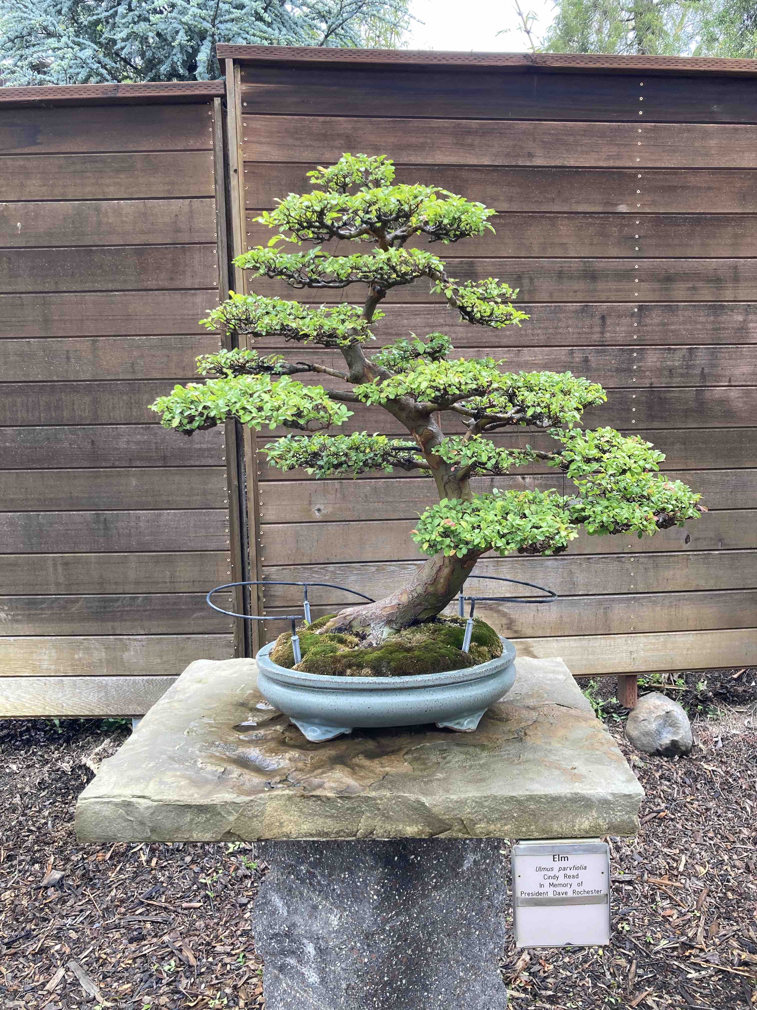 classic bonsai design Chinese elm