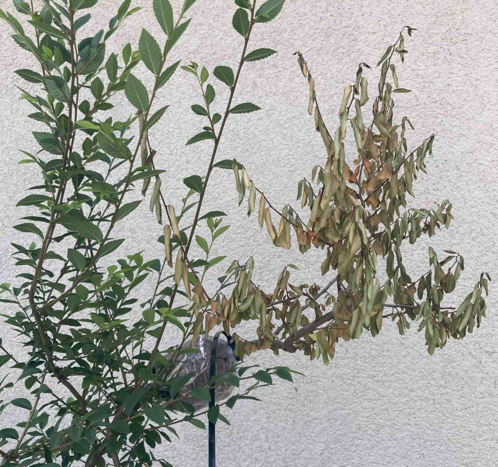 dried leaves on air layer