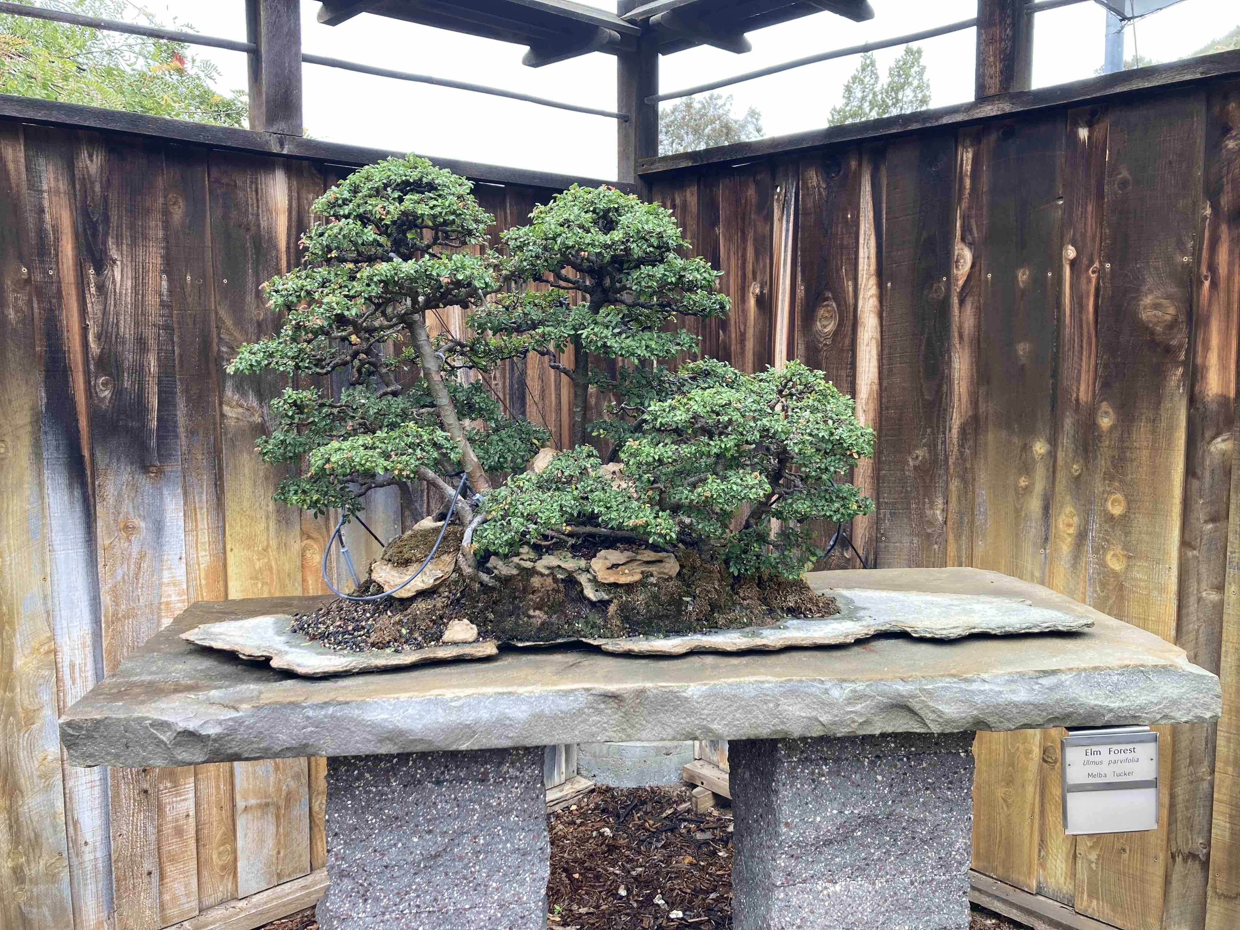 elm forest style bonsai