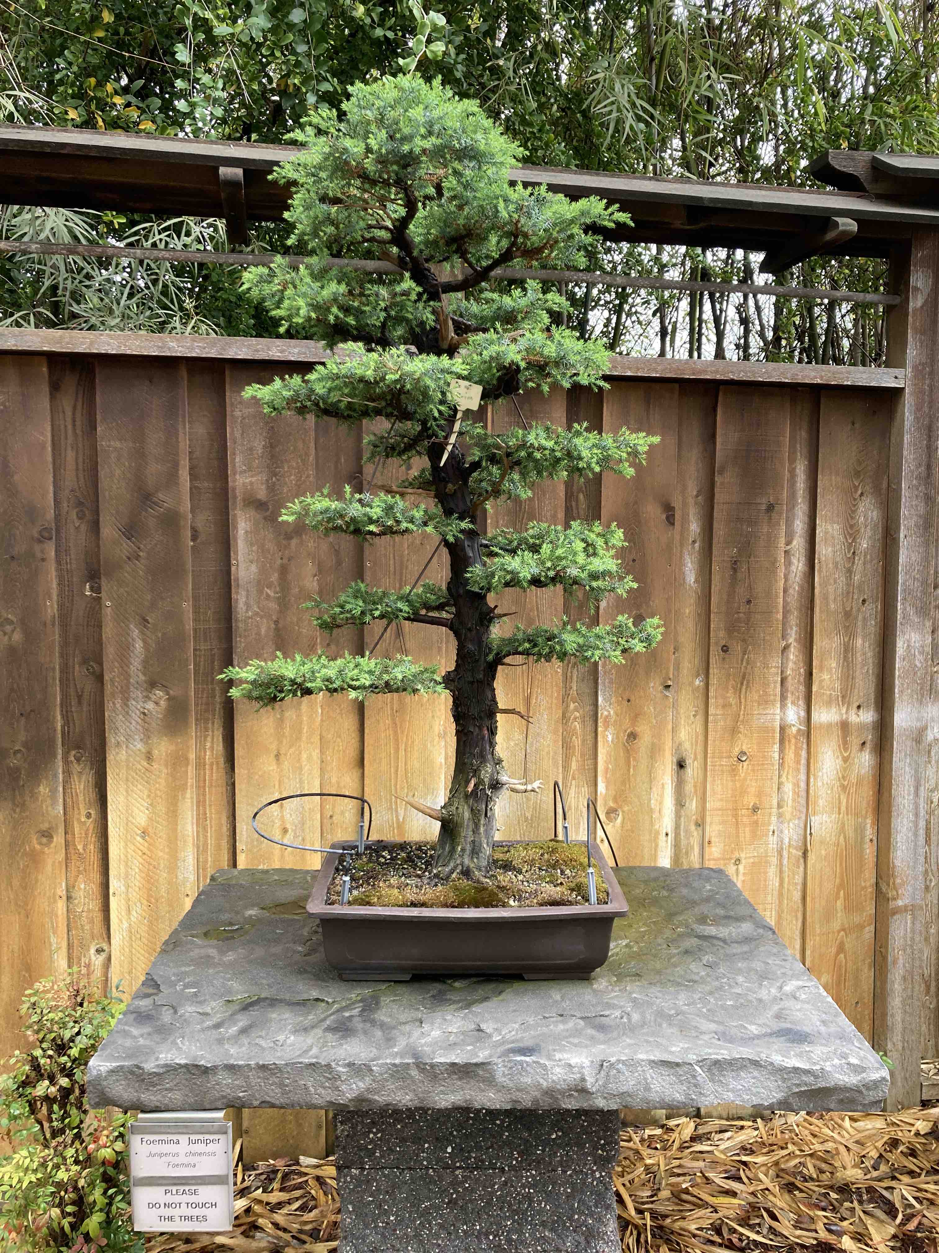 foemina juniper bonsai tree