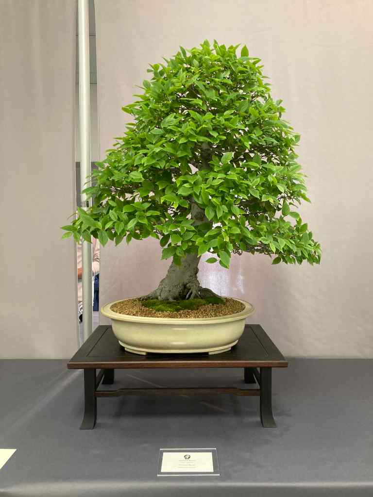 Hackberry bonsai tree in oval glazed pot. 