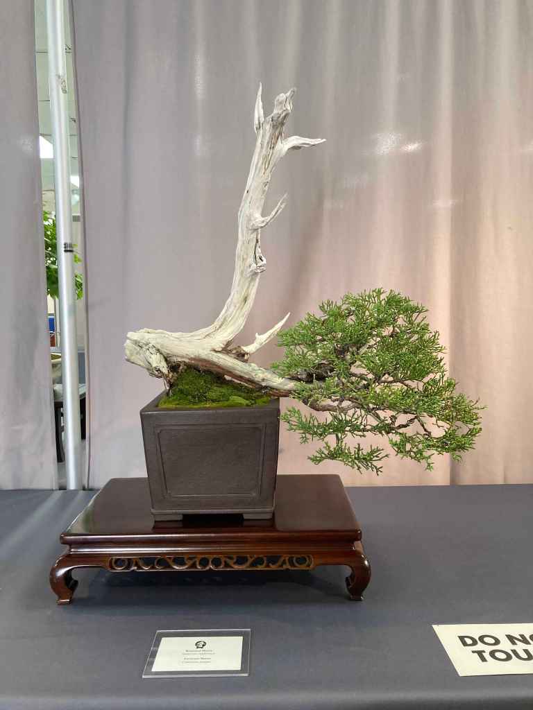 large deadwood feature on a juniper bonsai