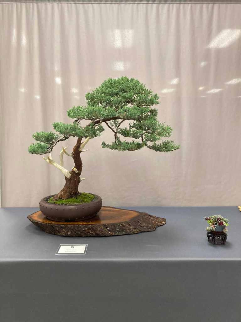 juniper bonsai with nice deadwood feature