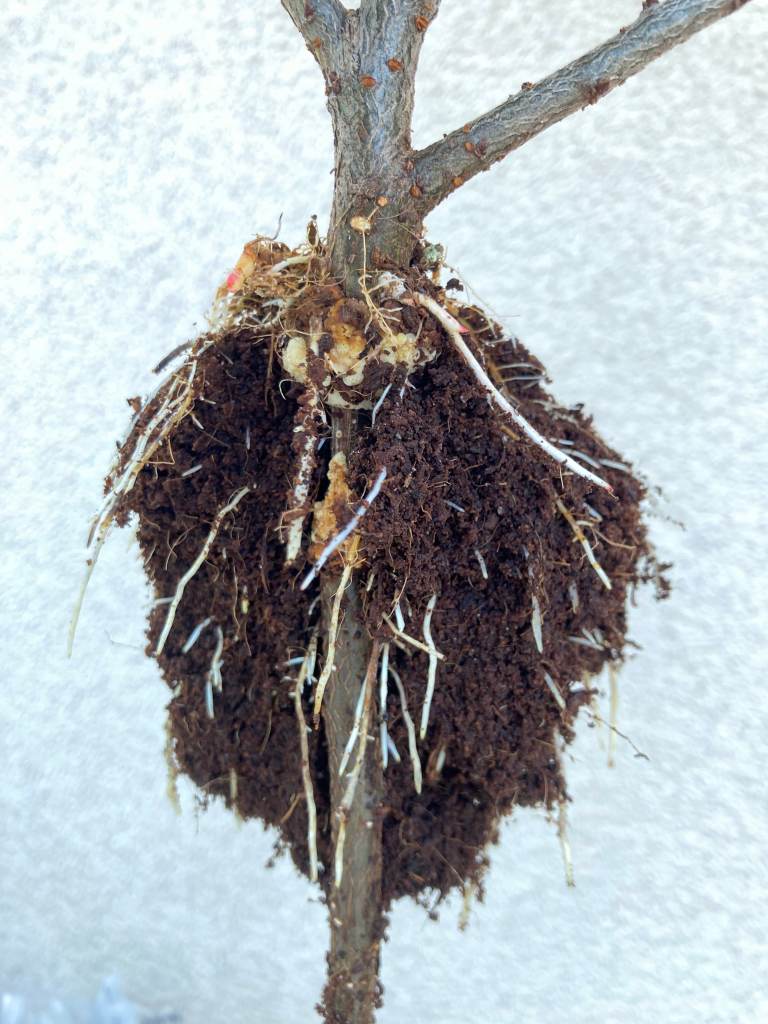 Roots on air layer