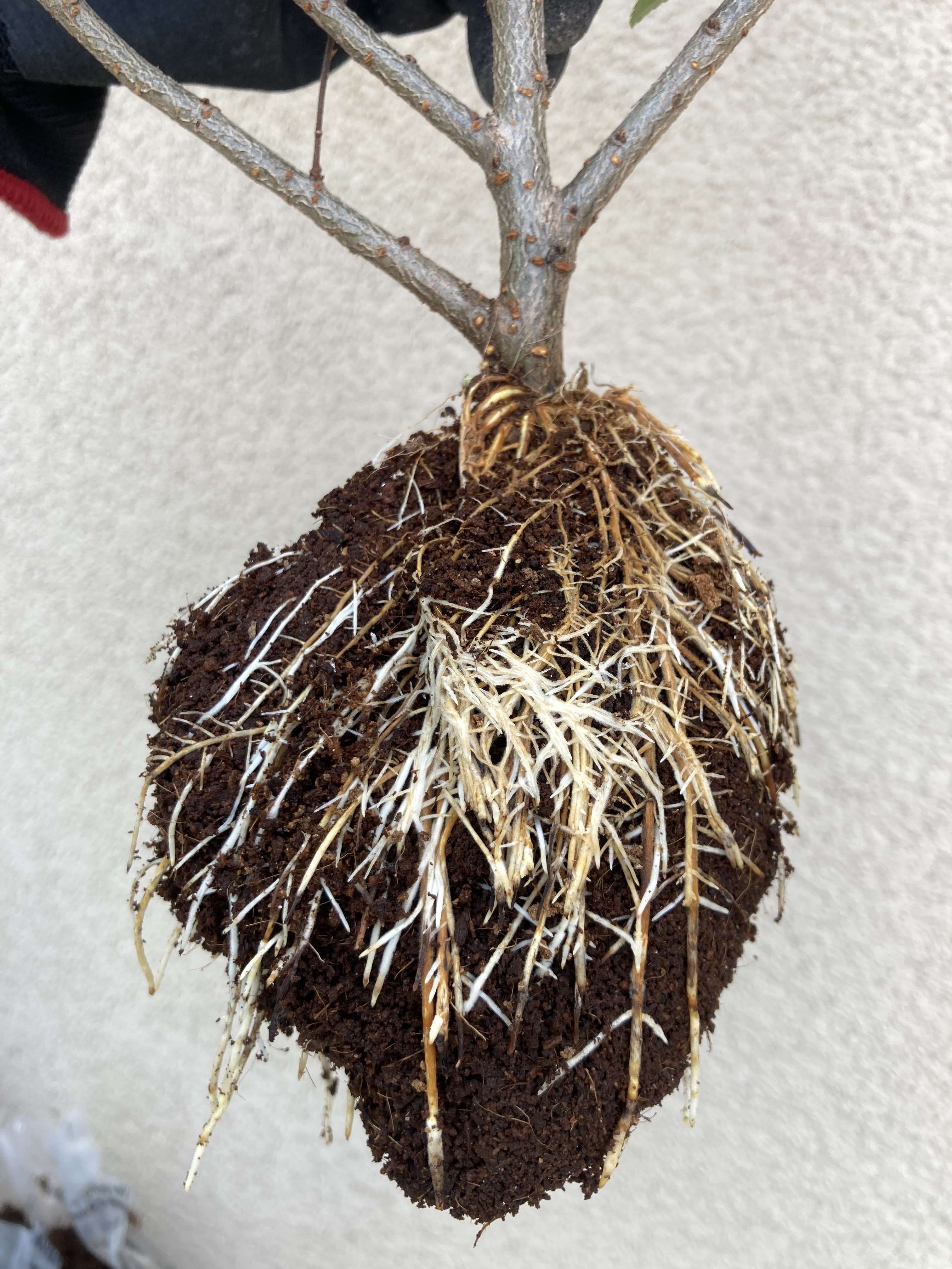 How to Air Layer Chinese Elms: Real Results and Lessons From a Spring Heat Wave