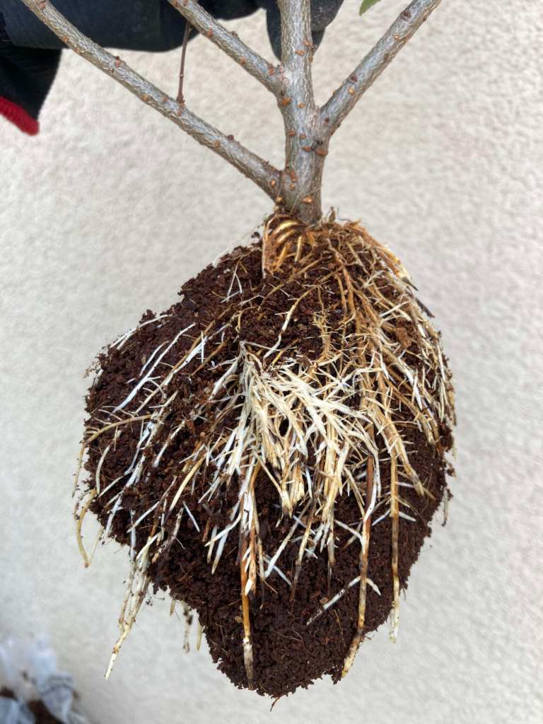 Roots on air layer