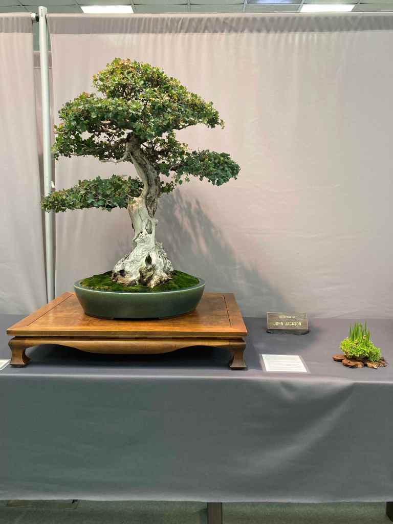 oak bonsai with deadwood feature