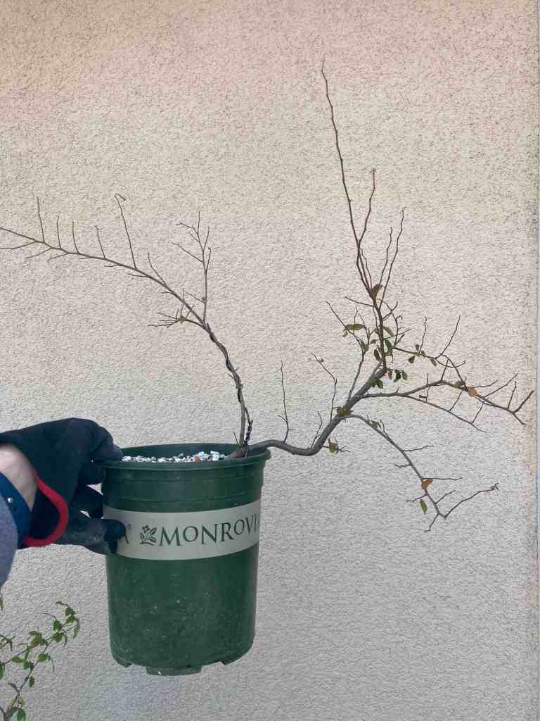 planted air layer