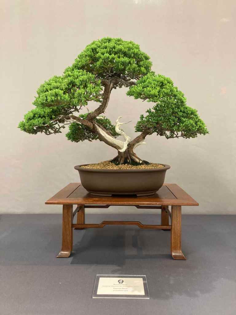 interesting design on a juniper bonsai