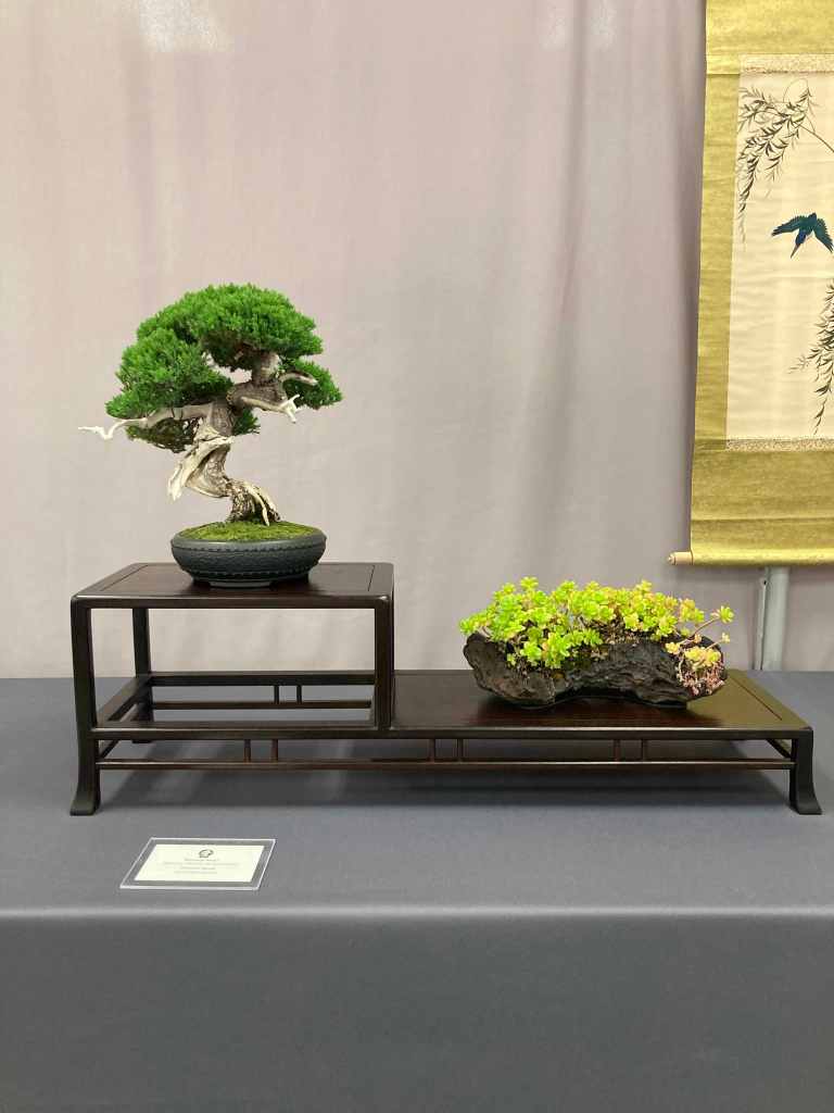 small juniper bonsai