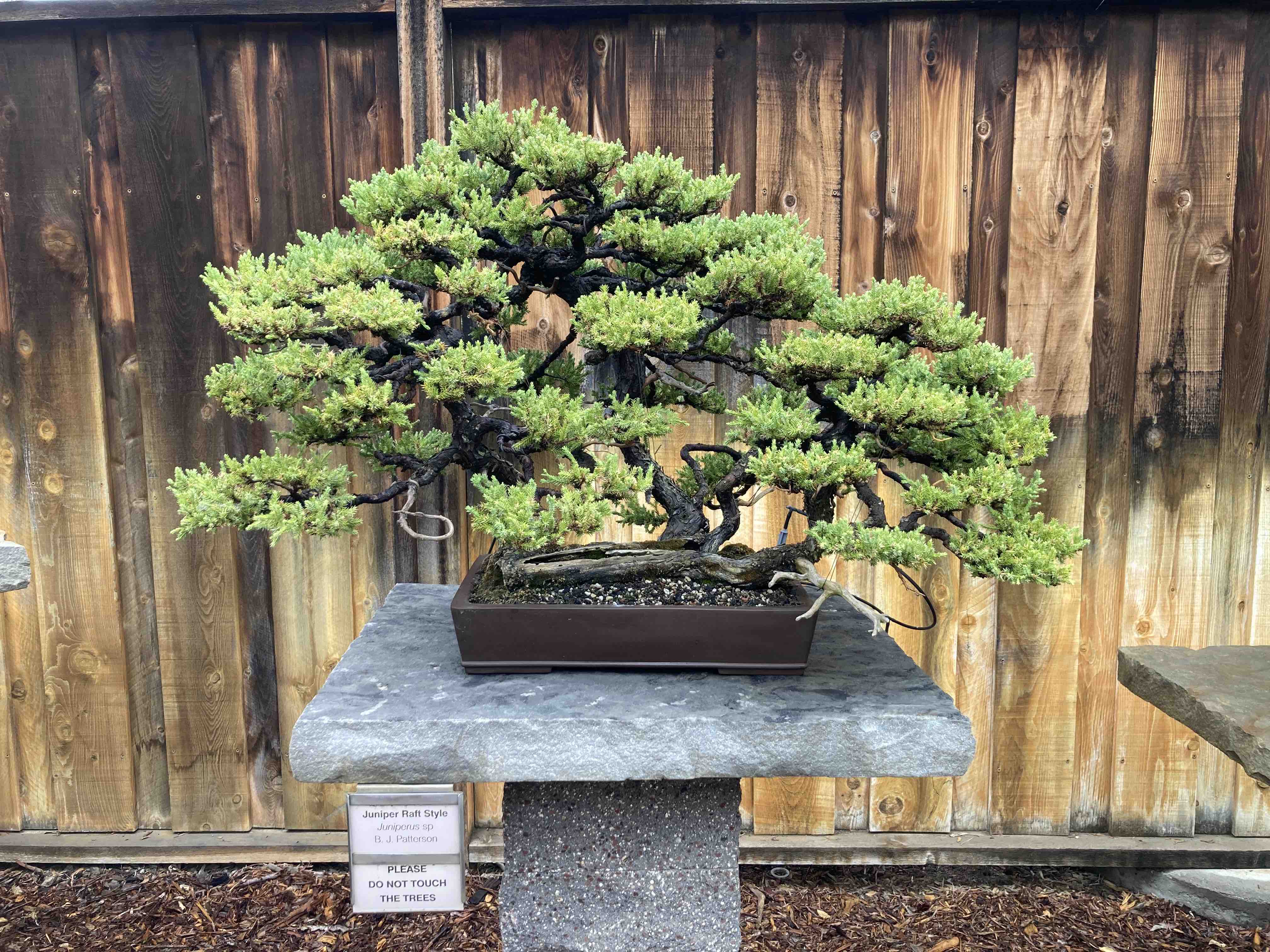 raft style juniper bonsai