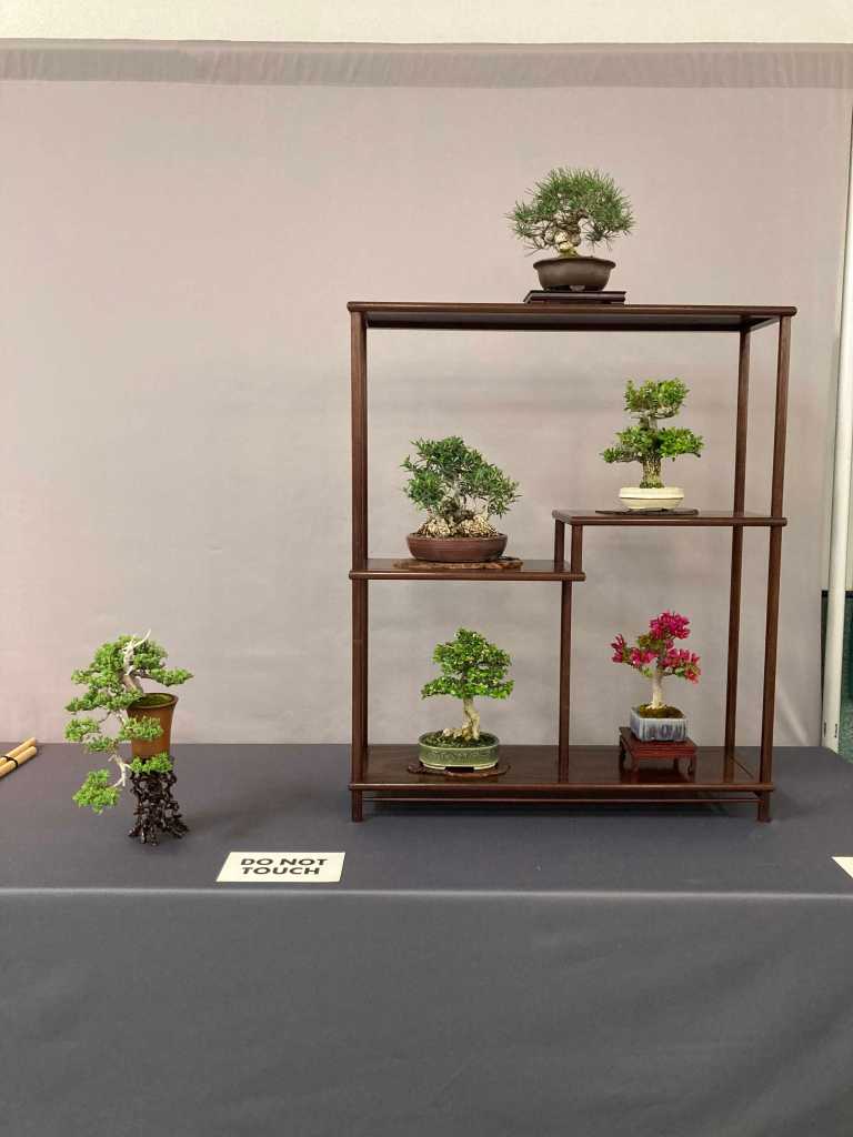 shohin bonsai display with nice accent piece