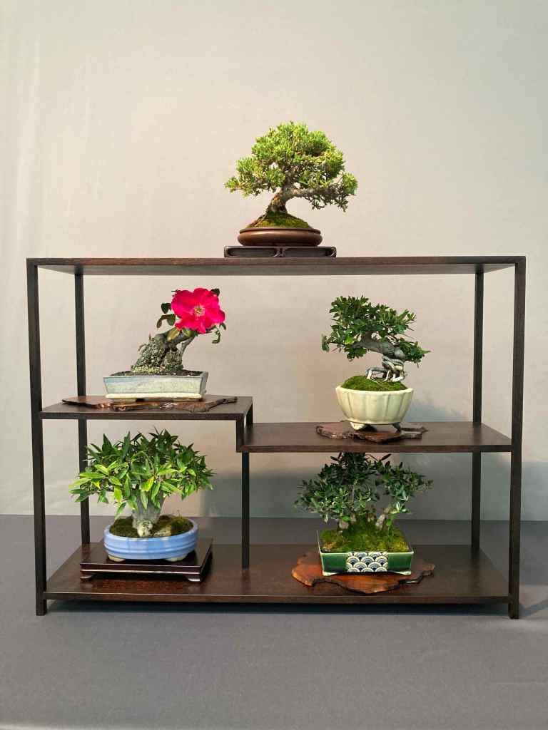 shohin bonsai display
