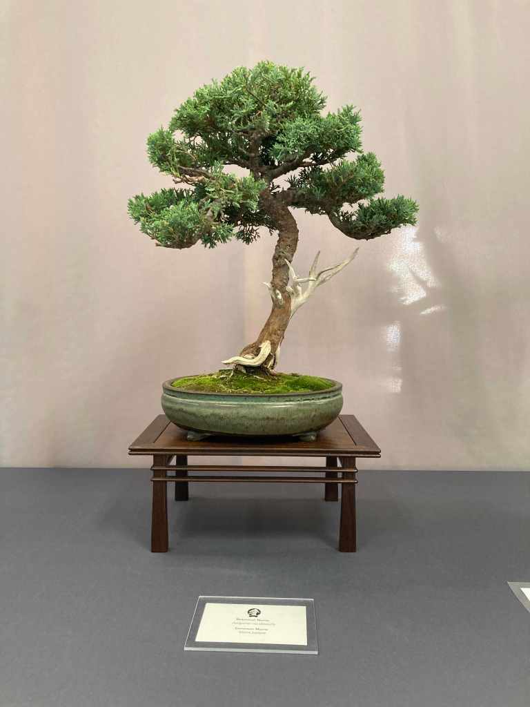 large juniper bonsai with deadwood