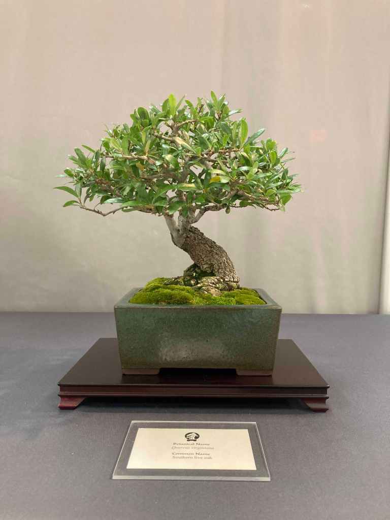 small oak bonsai