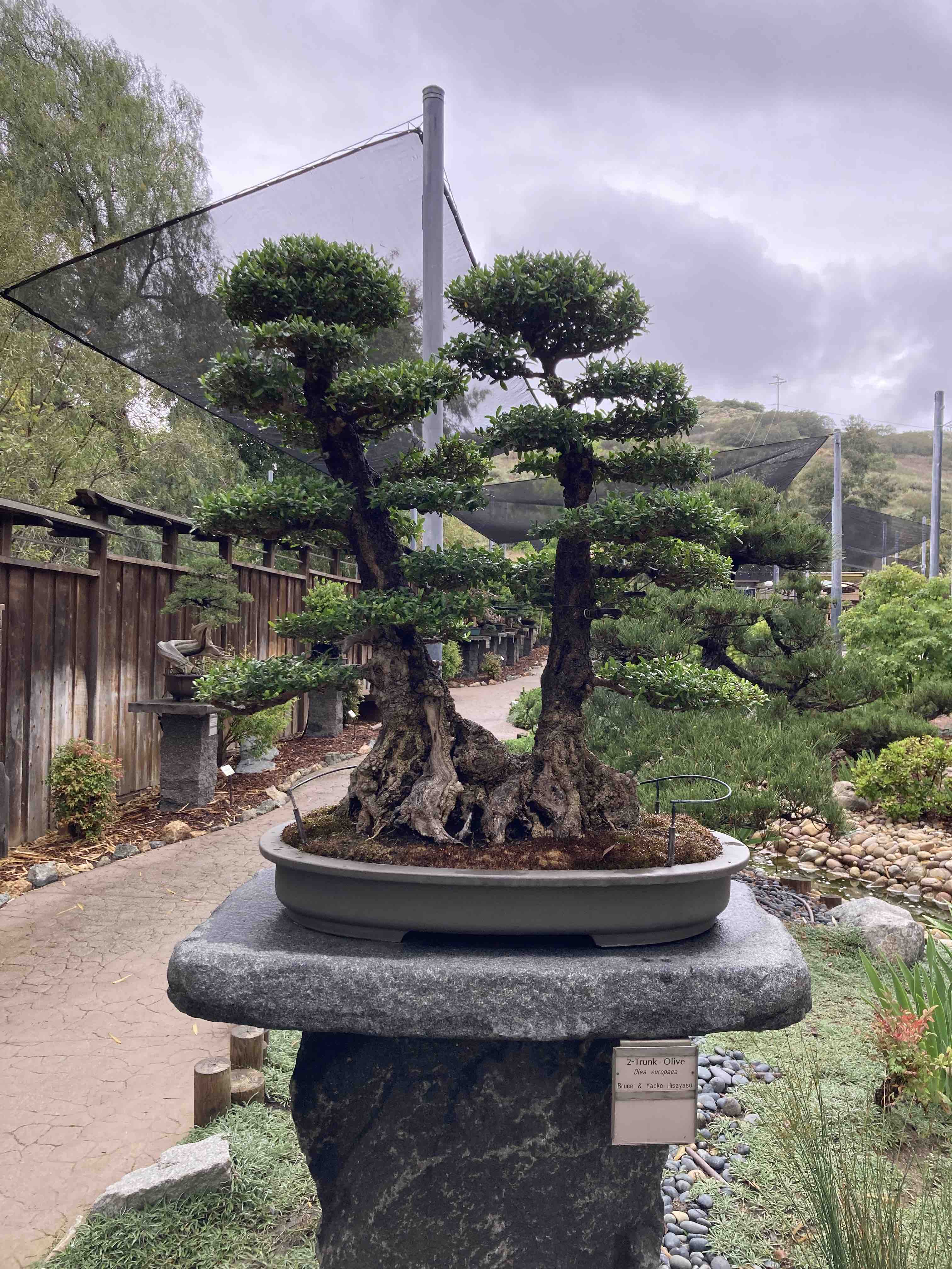 twin trunks olive bonsai