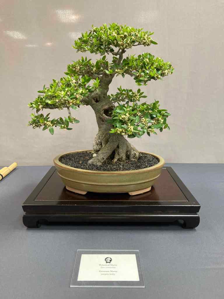 yaupon holly bonsai with nice trunk