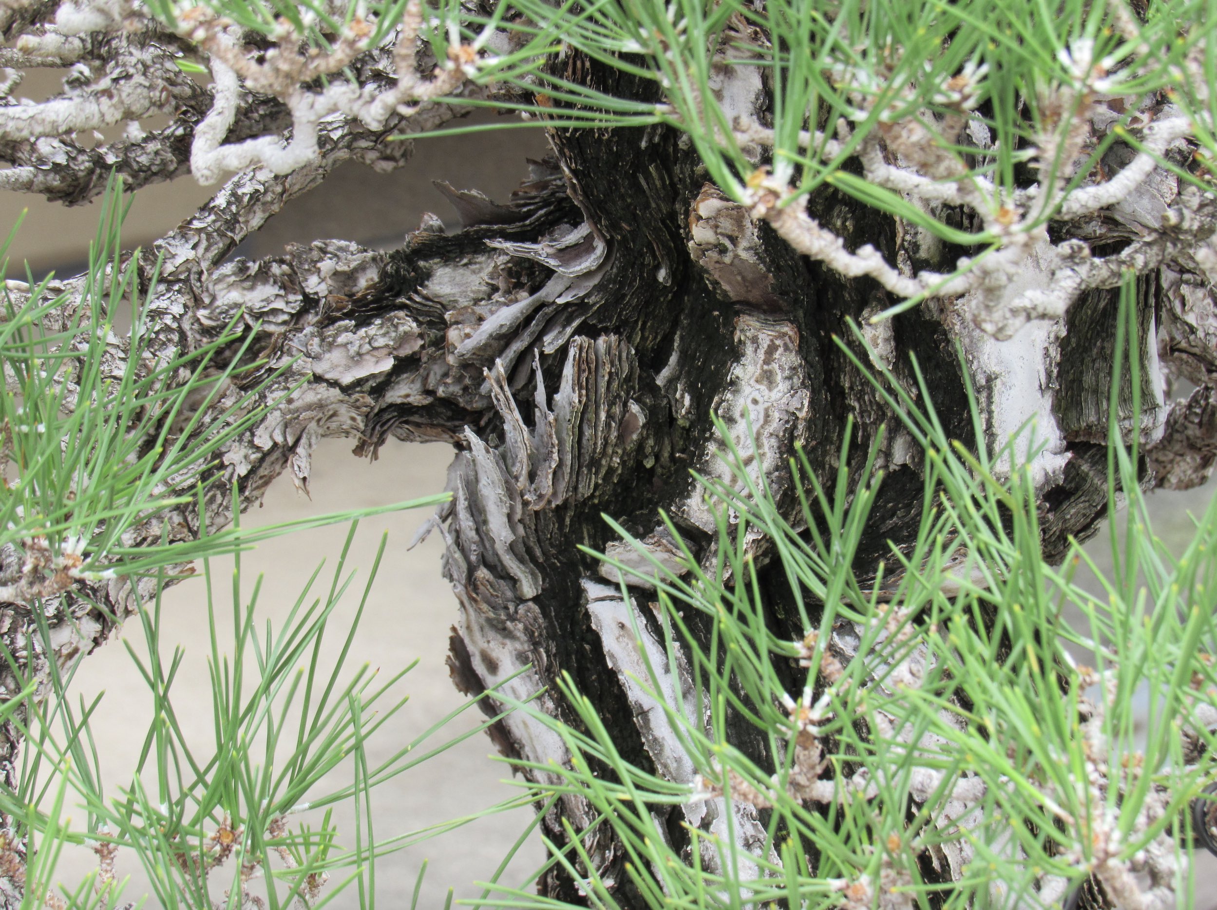 close up picture of Japanese black pine bark