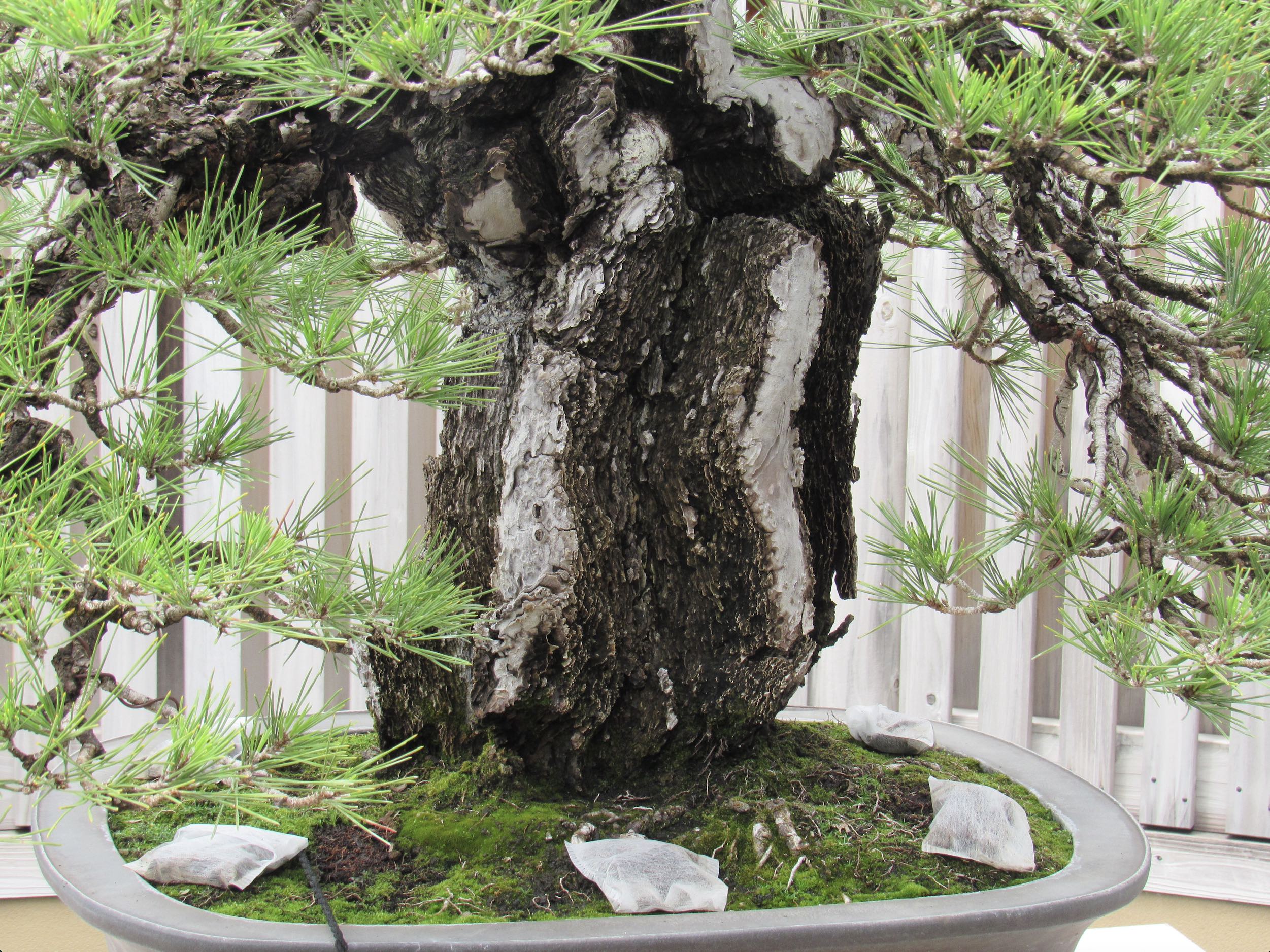 close up of Japanese black pine bark