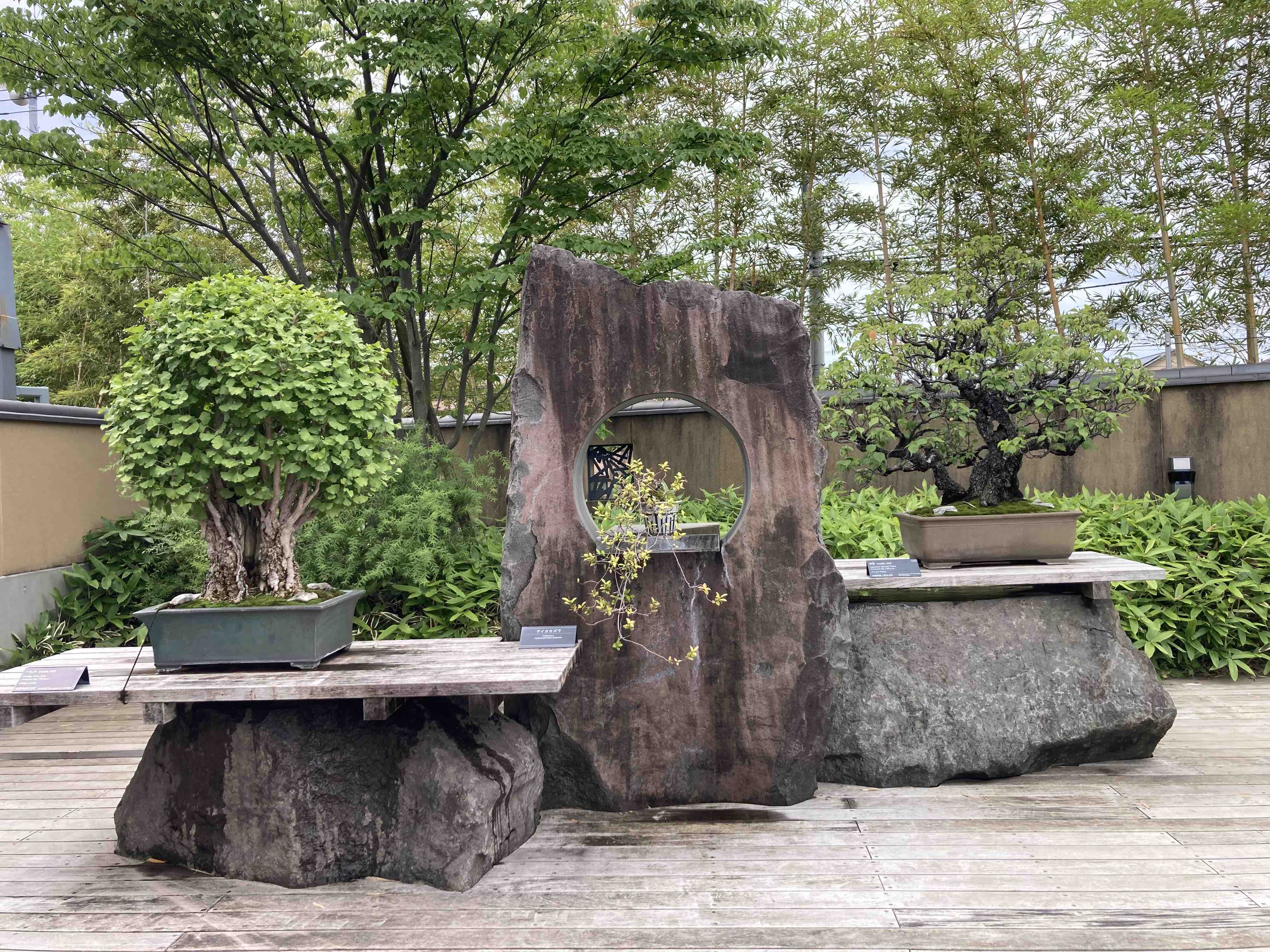 Visiting the Omiya Bonsai Art Museum in Saitama, Japan