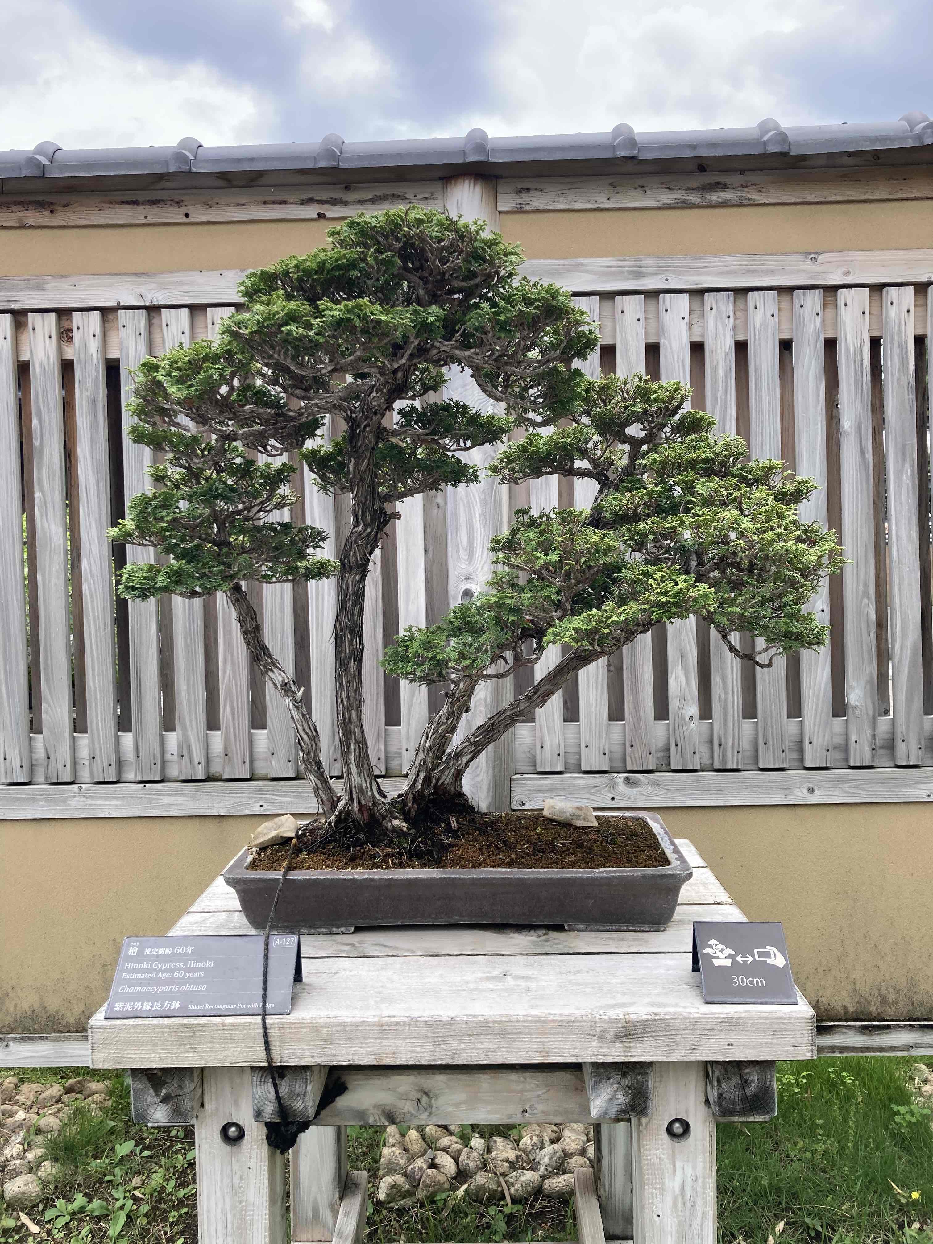 Hinoki cypress group planting bonsai