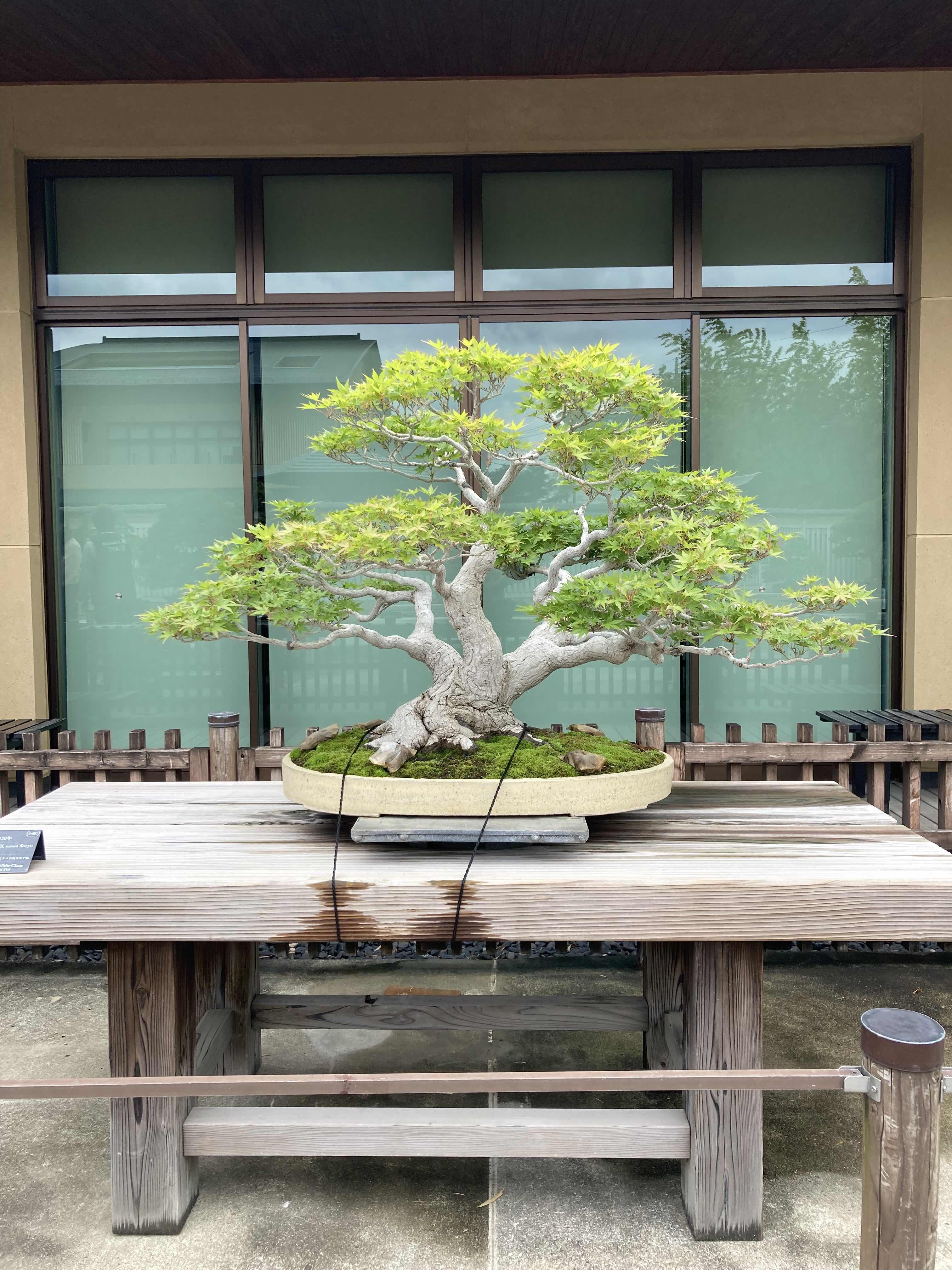 Japanese maple bonsai in a large oval pot