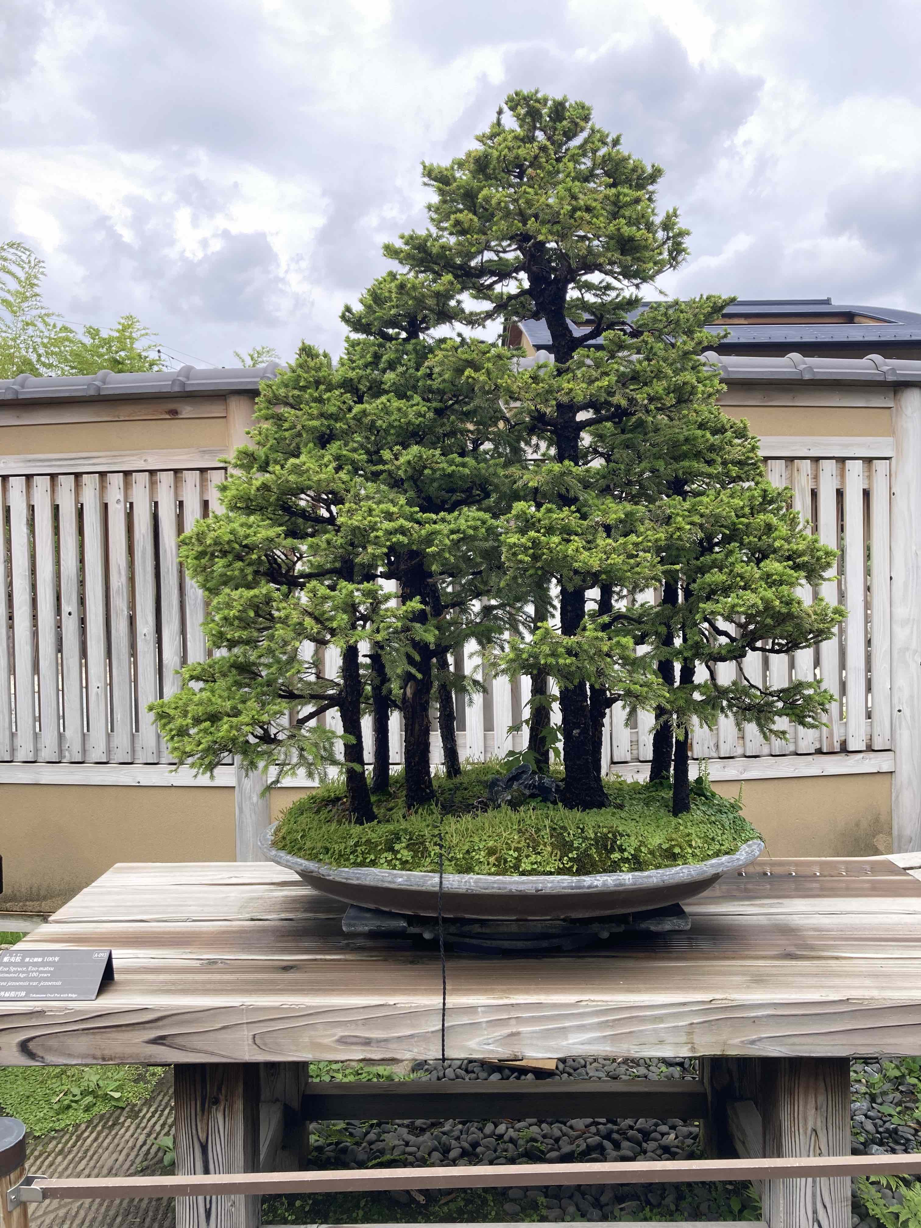 ezo spruce forest bonsai
