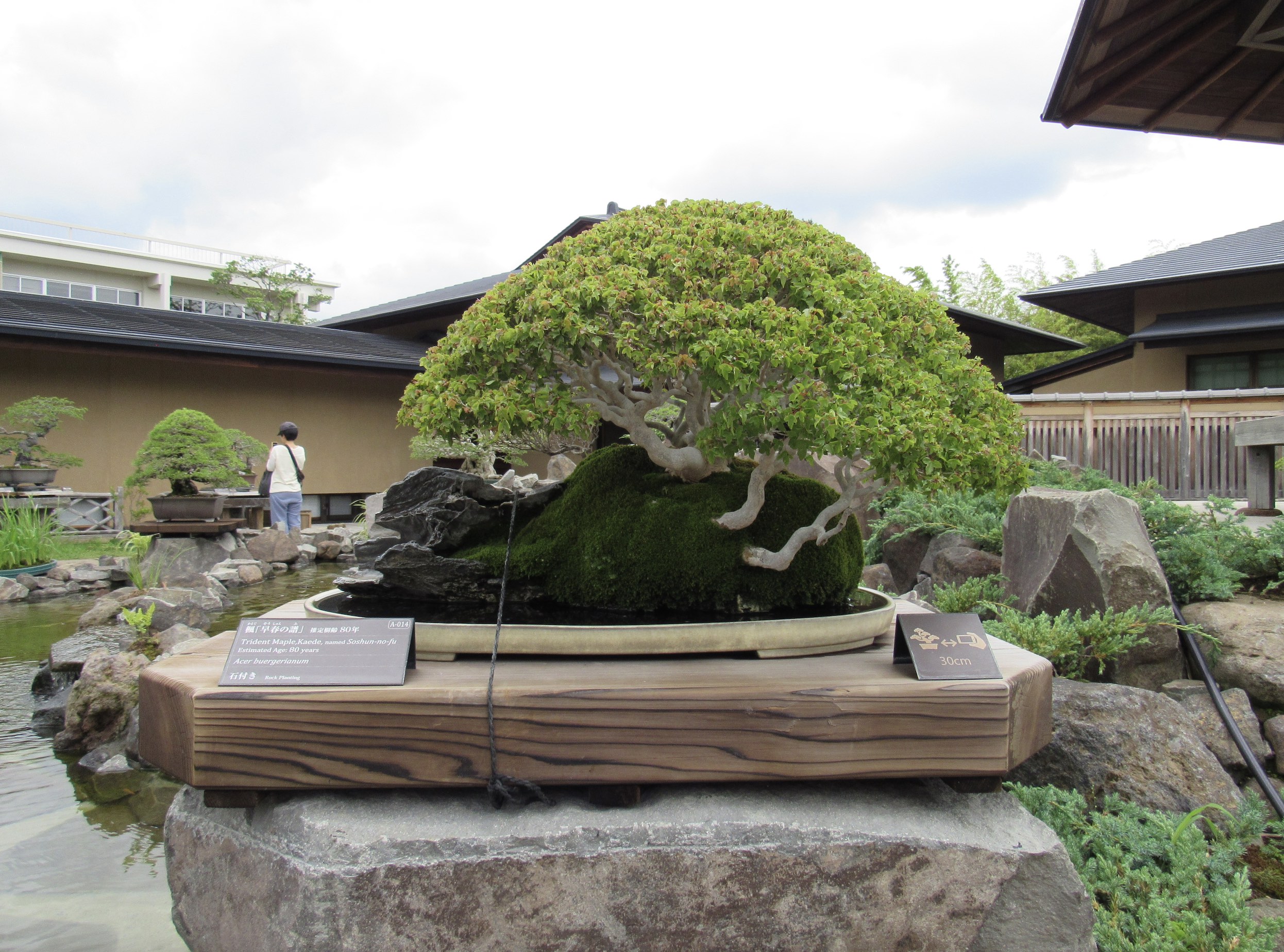 Trident Maple Bonsai with very small leaves