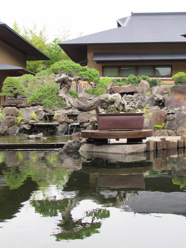 White Pine Bonsai displayed near a pond
