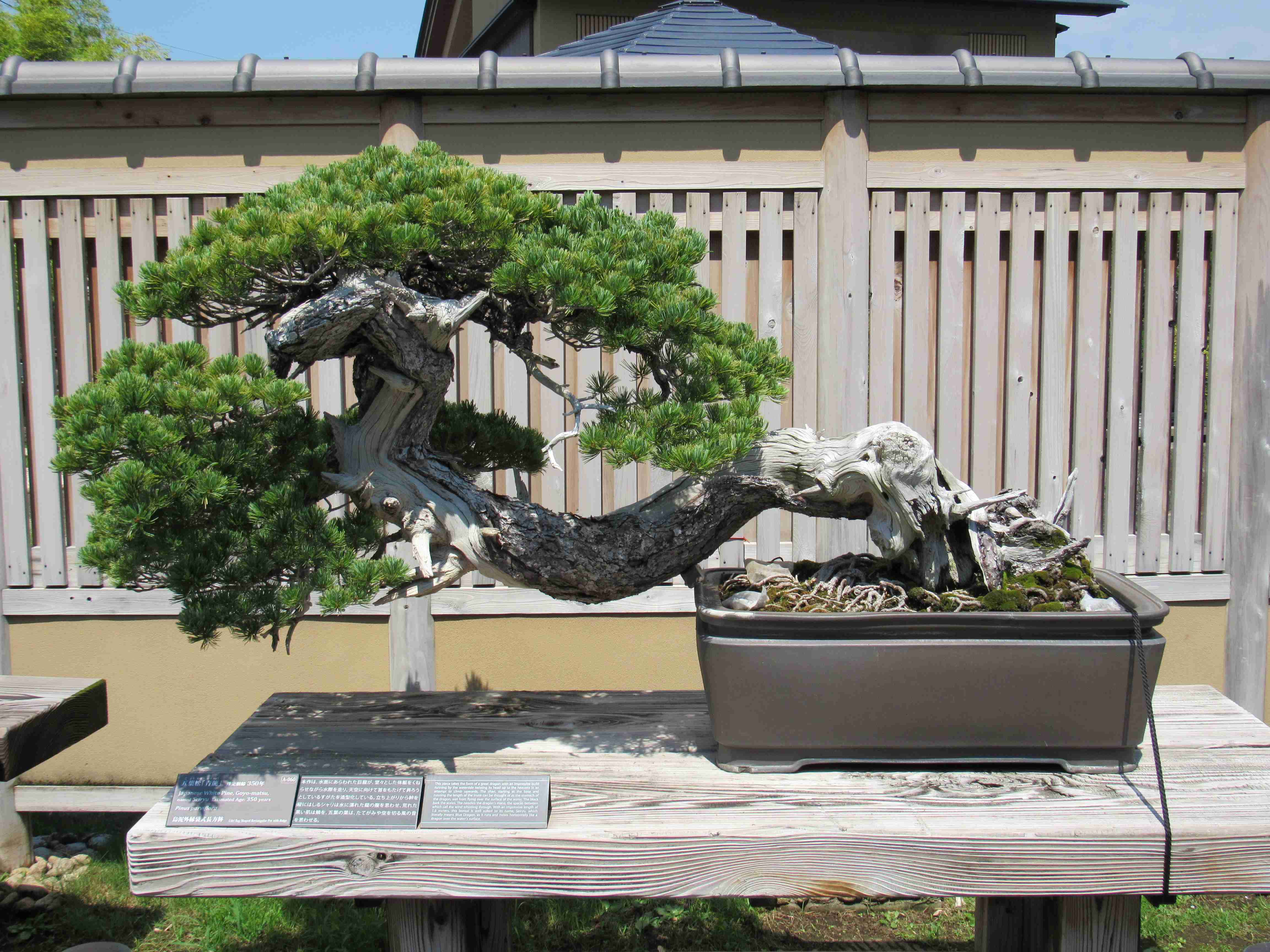 White Pine Bonsai Tree