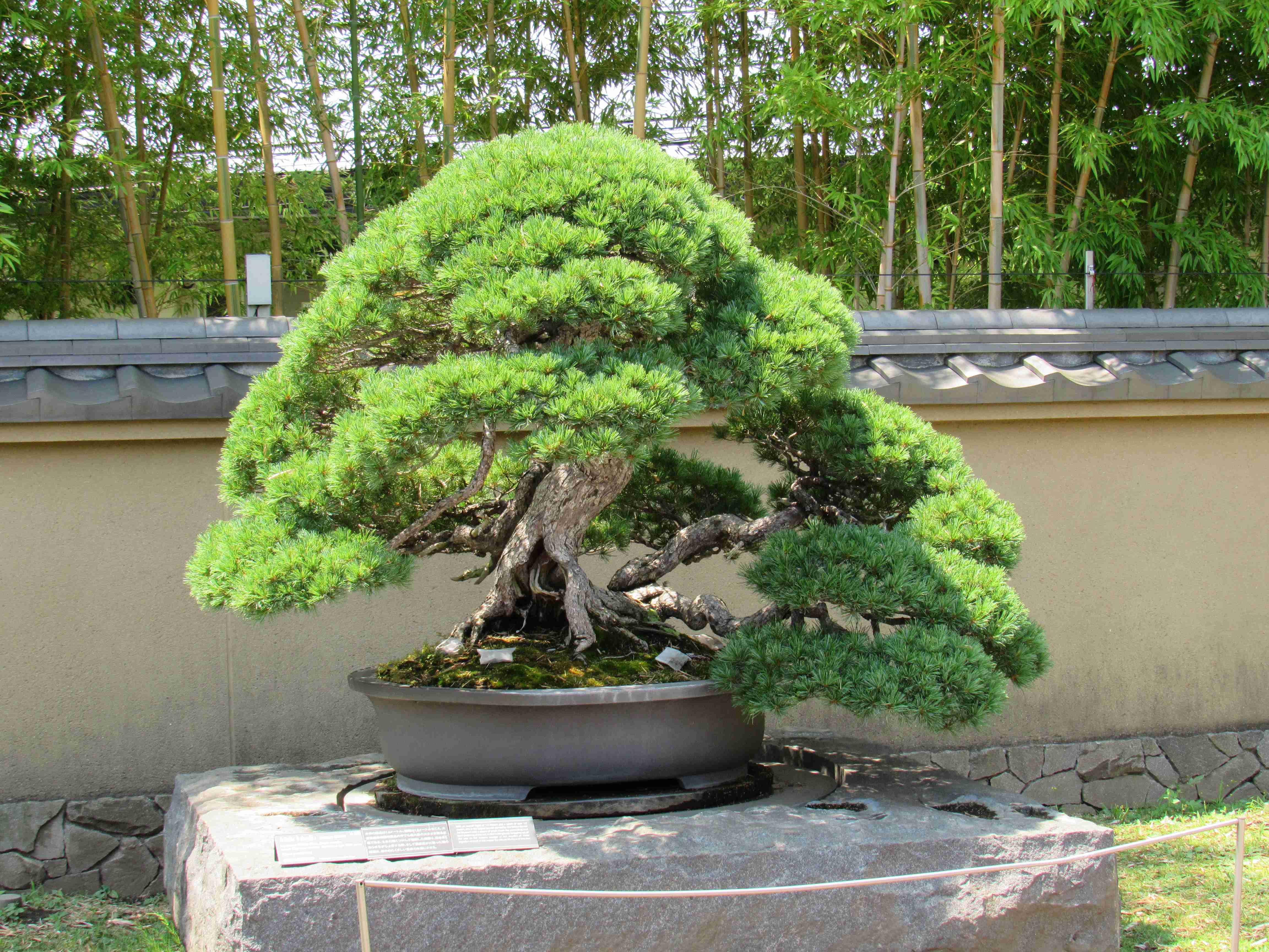 Large Pine Bonsai Tree in Japan