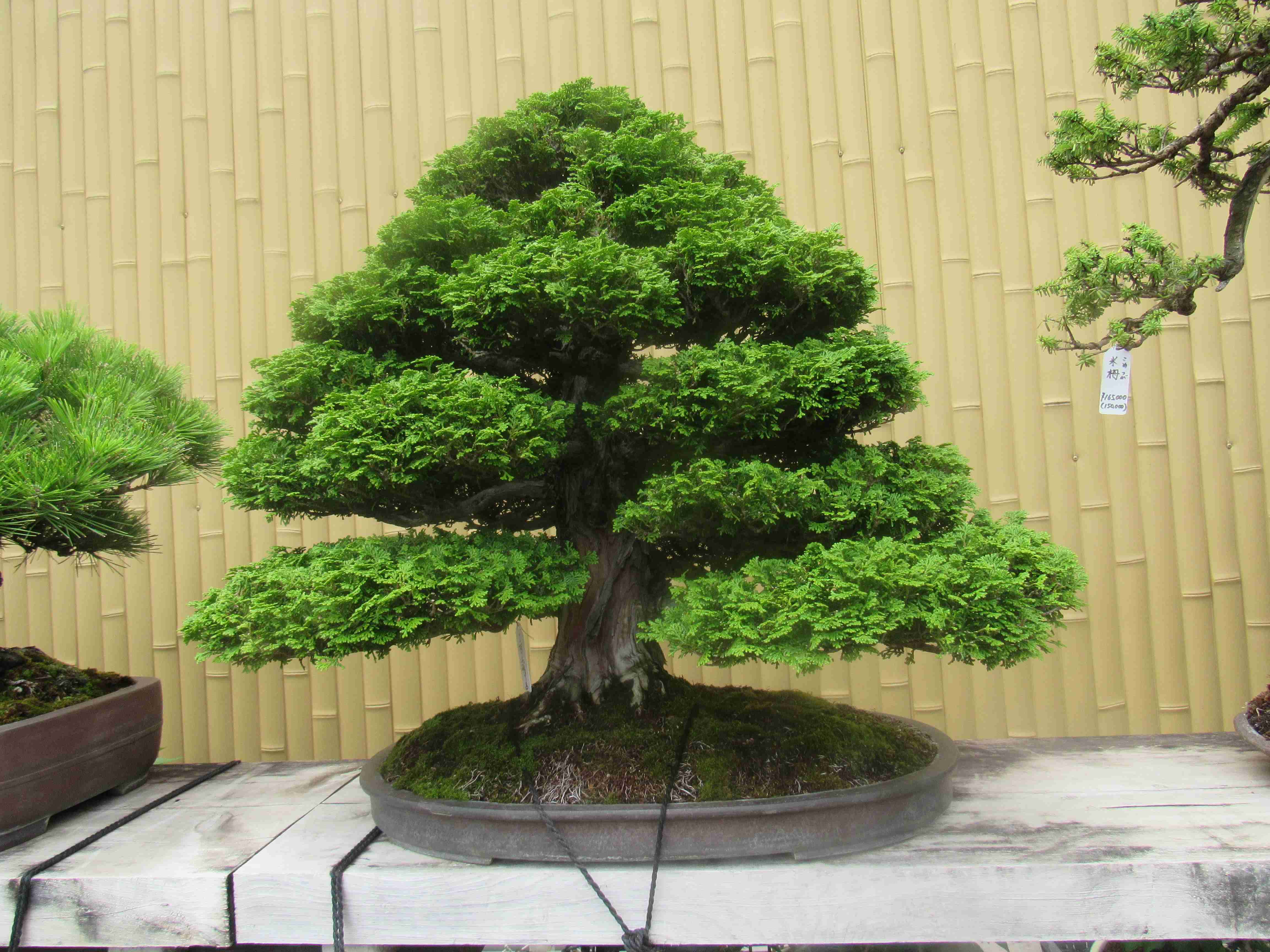 Hinoki Cypress Bonsai Tree