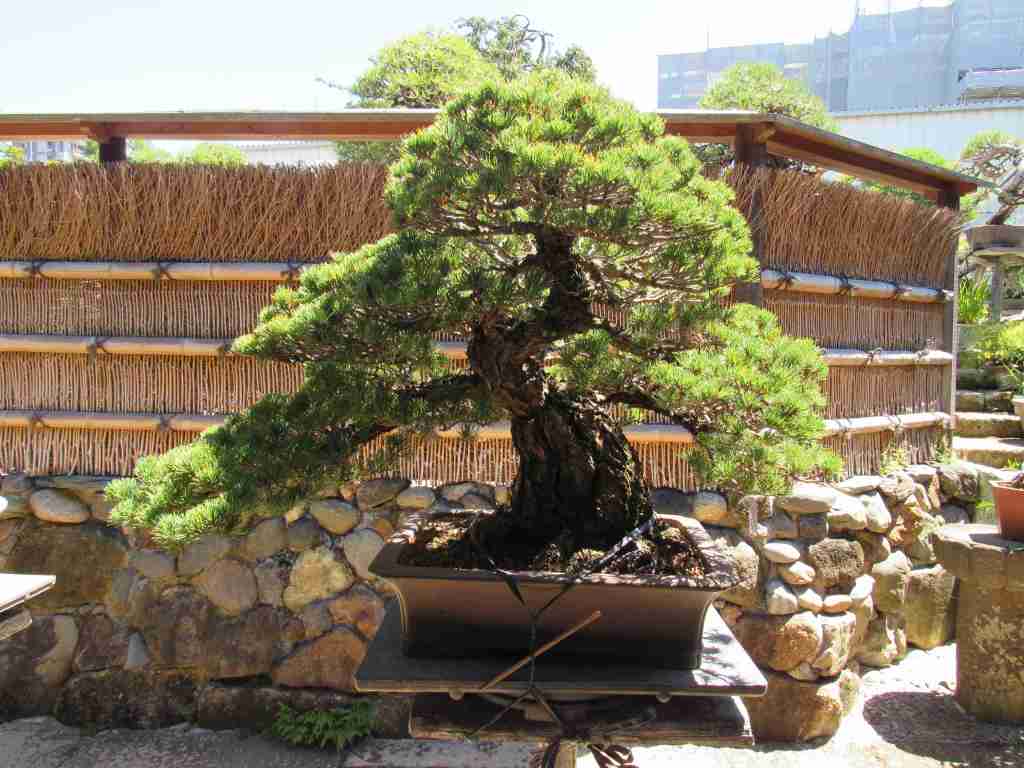 conifer bonsai tree in Japan