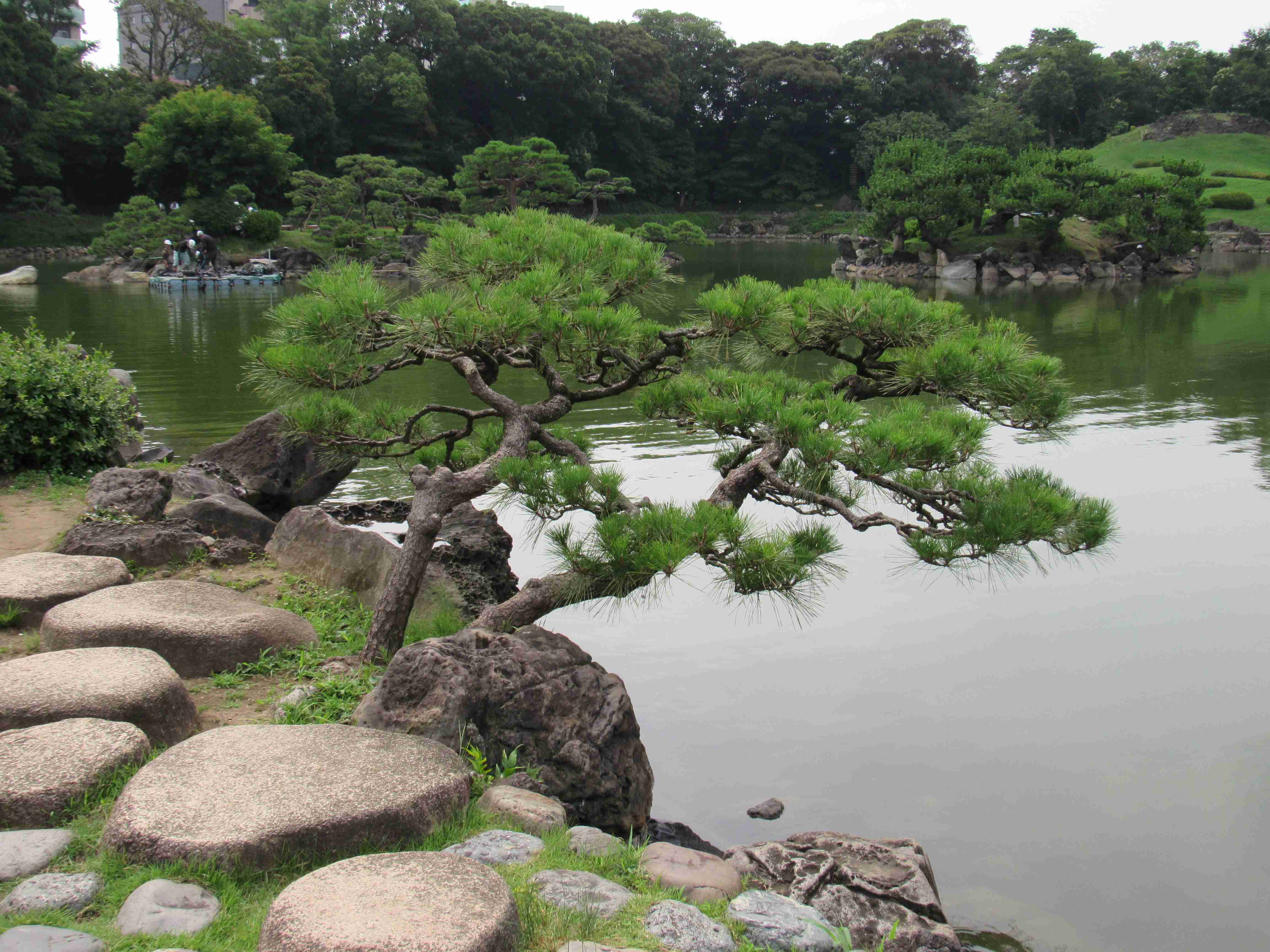 Japanese Black Pine Niwaki Garden Trees