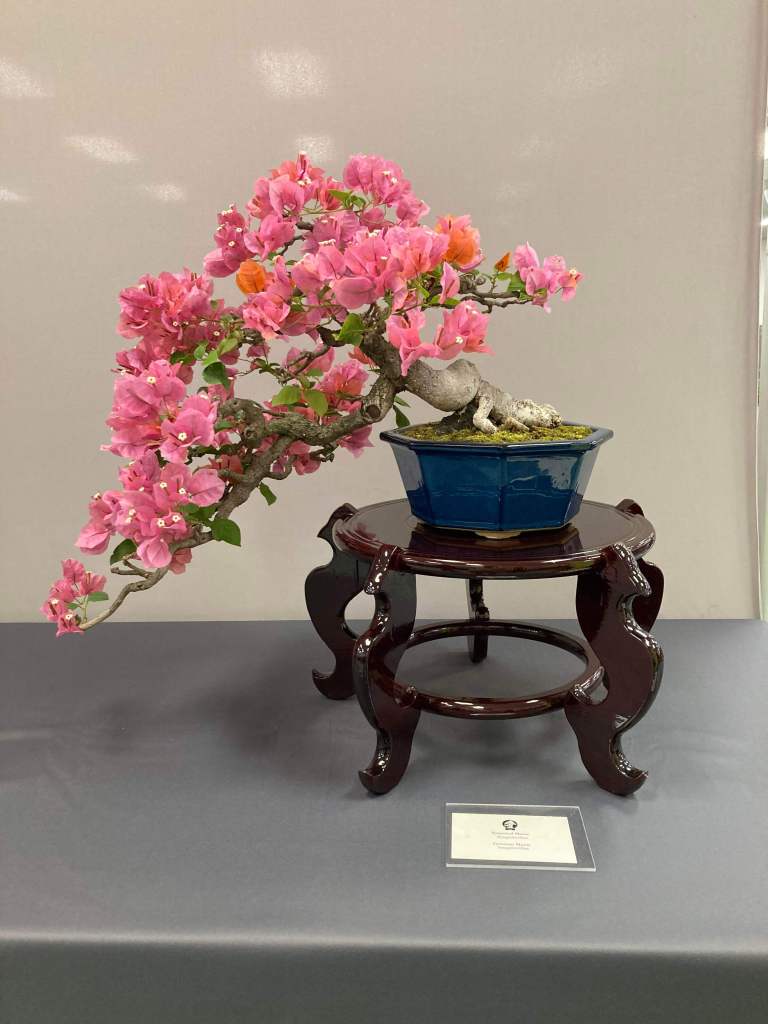Bougainvillea bonsai on display at the San Diego Bonsai Club spring show 2026