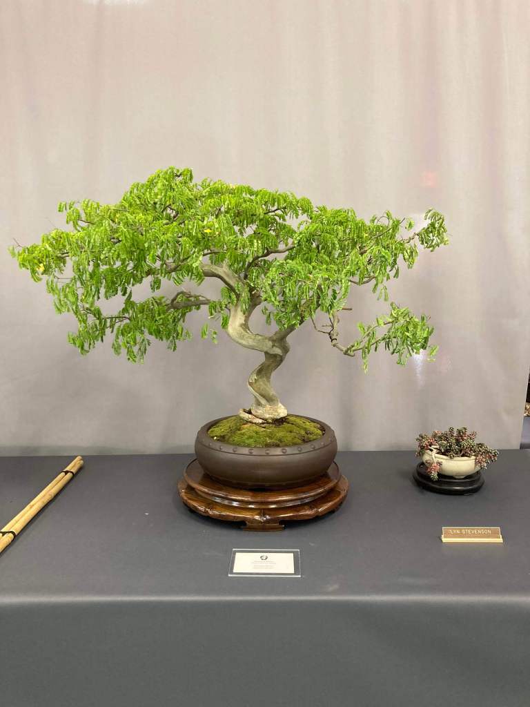 Brazilian rain tree bonsai at the San Diego Bonsai Club spring show 2026